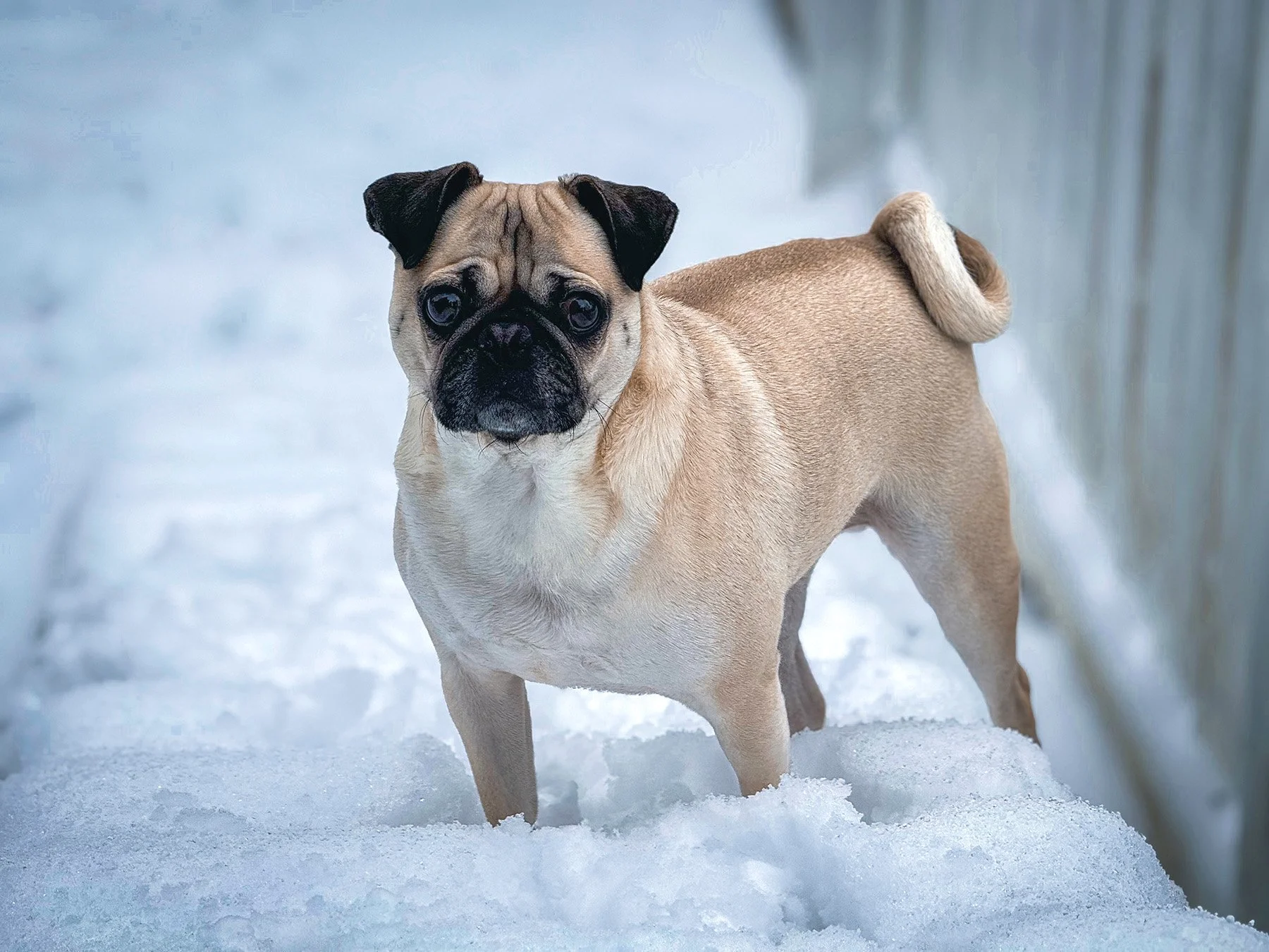 A fawn-colored pug dog standing in snow with a blurred vertical wooden fence to the right.