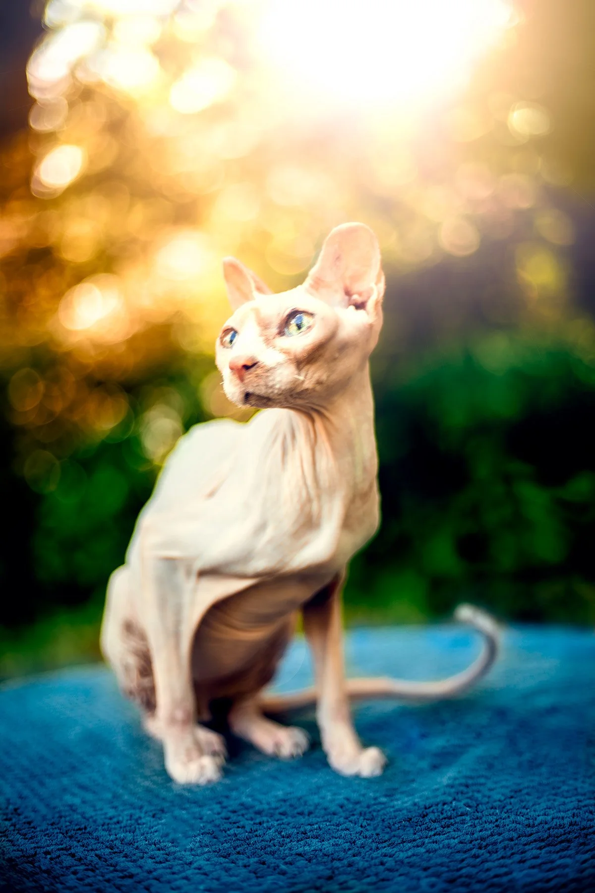 Sphinx cat with a hairless, pale cream-colored body and green eyes looking off into the distance, sitting outdoors on a blue textured surface with a blurred green background and bright sunlight creating a bokeh effect.