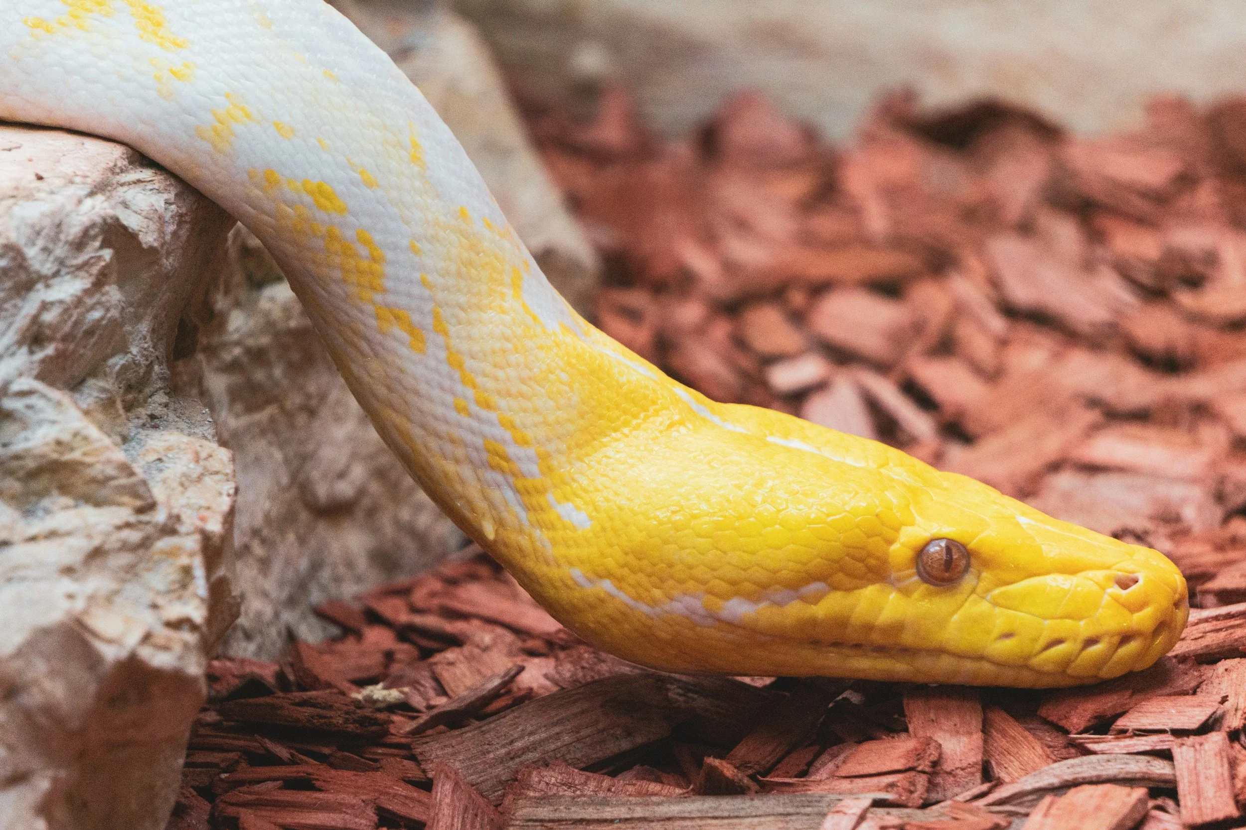 A close-up of a yellow and white ball python snake with brown eyes on bark mulch and rocks.