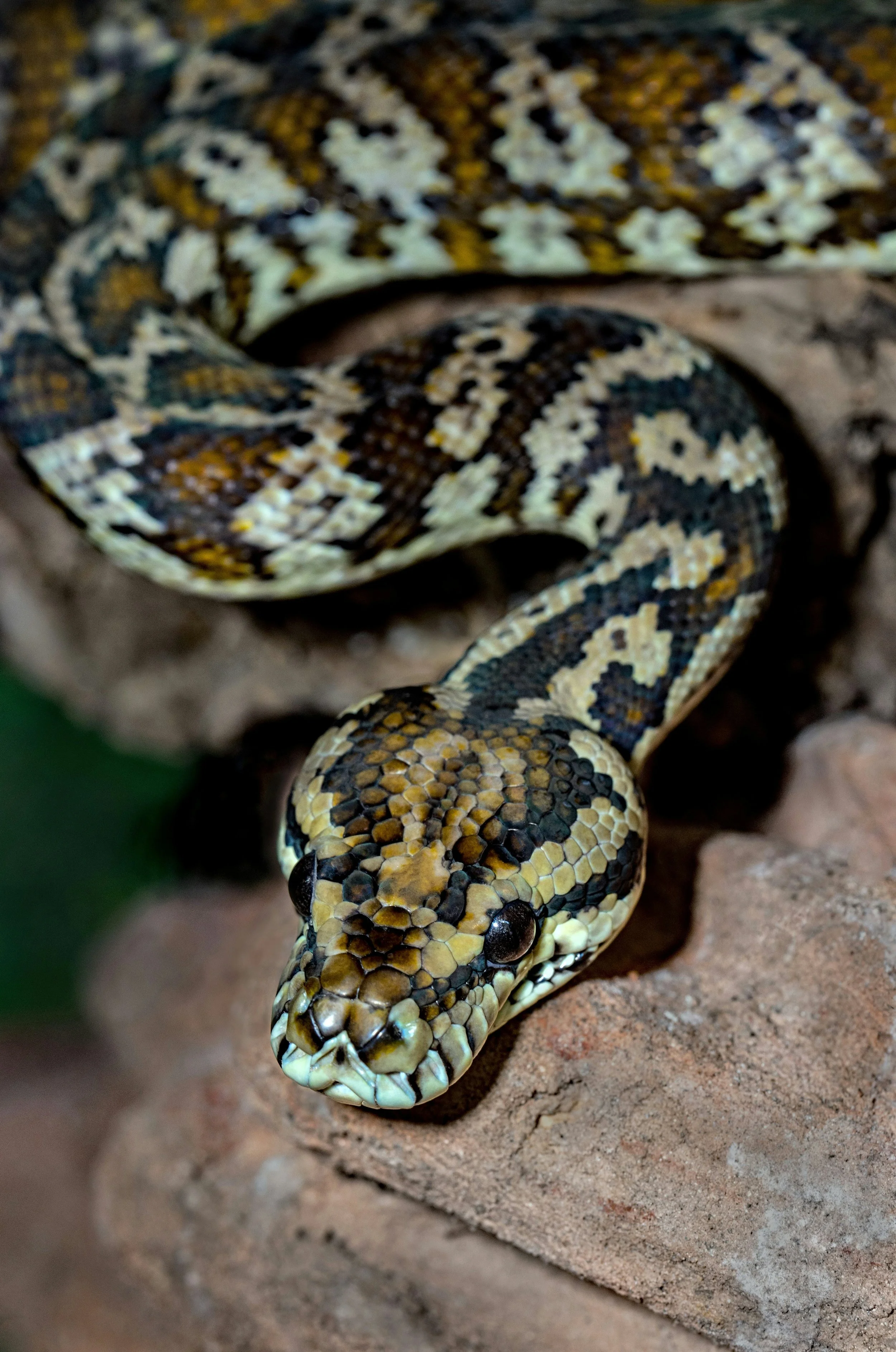 Close-up of a ball python with patterned scales in yellow, black, and brown, resting on a rock surface.