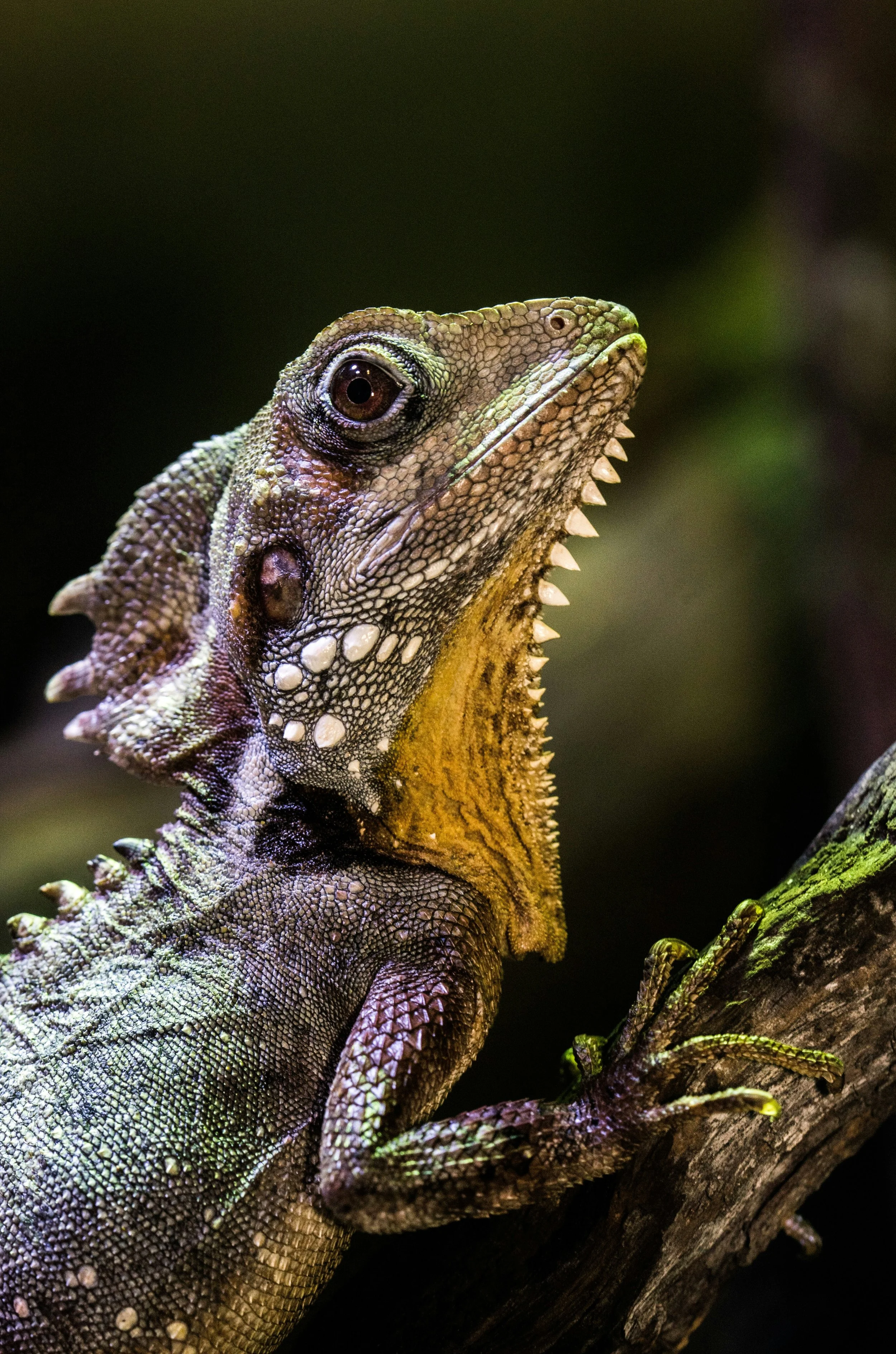 Close-up of a green iguana resting on a branch, showing its textured skin, sharp spines along its back, and detailed face.