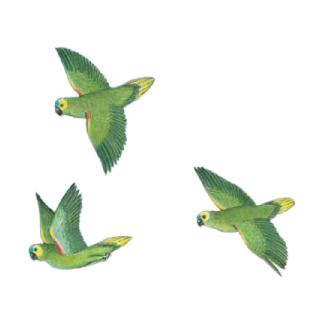 Three images of green parrots with yellow accents flying.