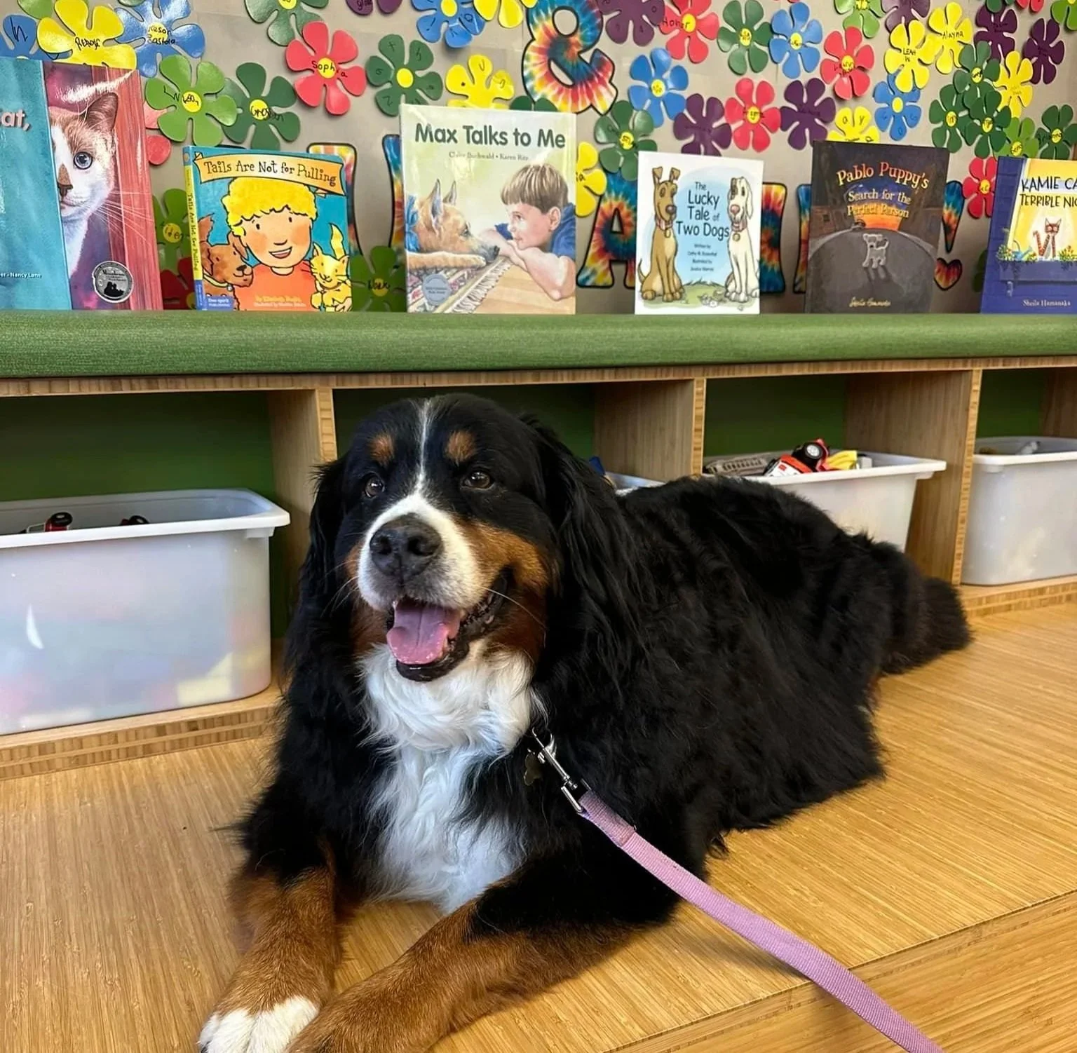 A happy Bernese Mountain Dog lying on the wooden floor of a children's library, with colorful children's books and a wall decorated with paper flowers behind it.