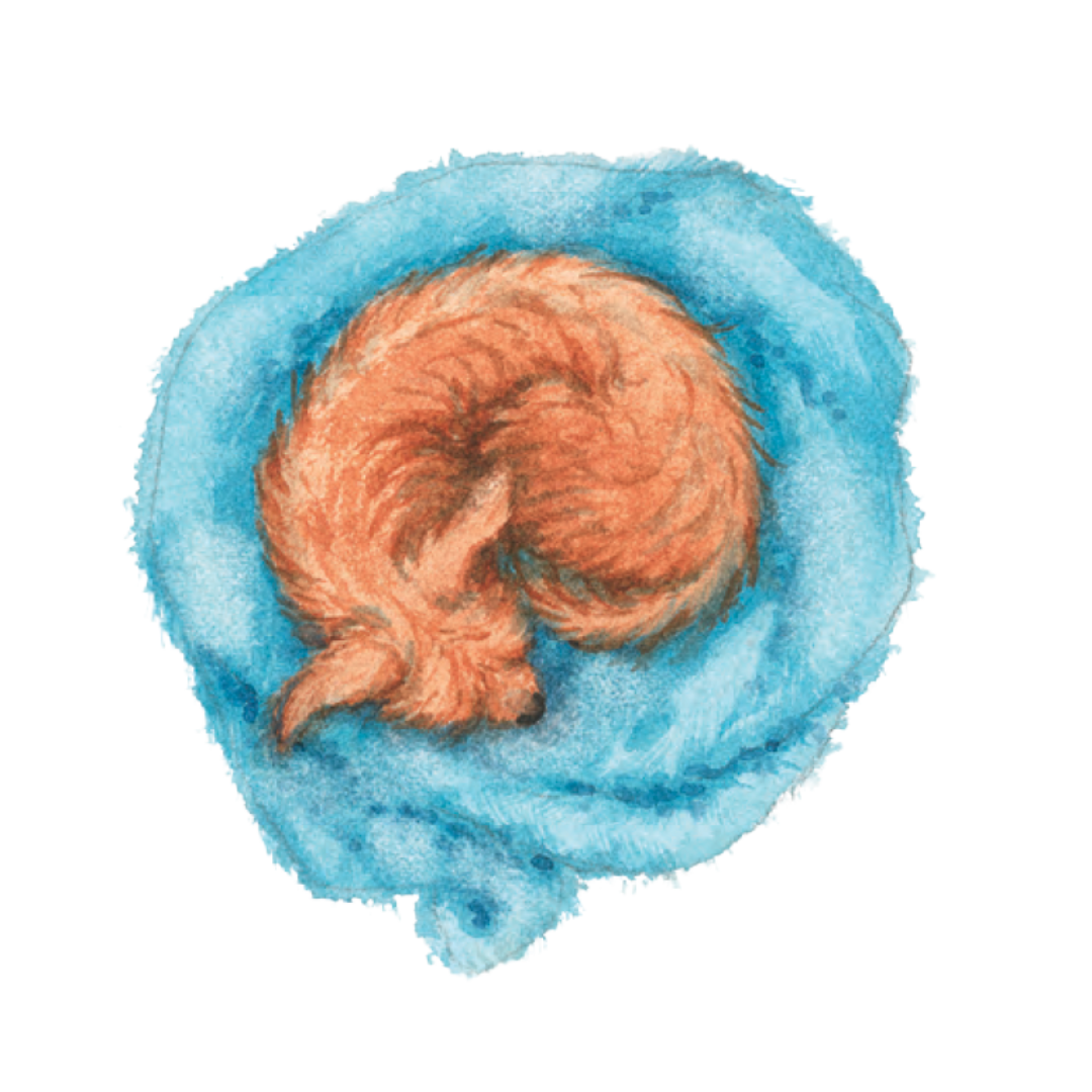 Watercolor painting of a curled-up puppy, wrapped in a blue blanket.