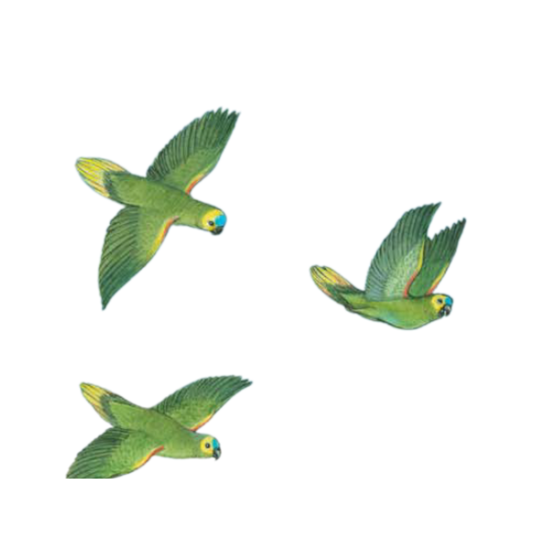 Image of three green parrots flying