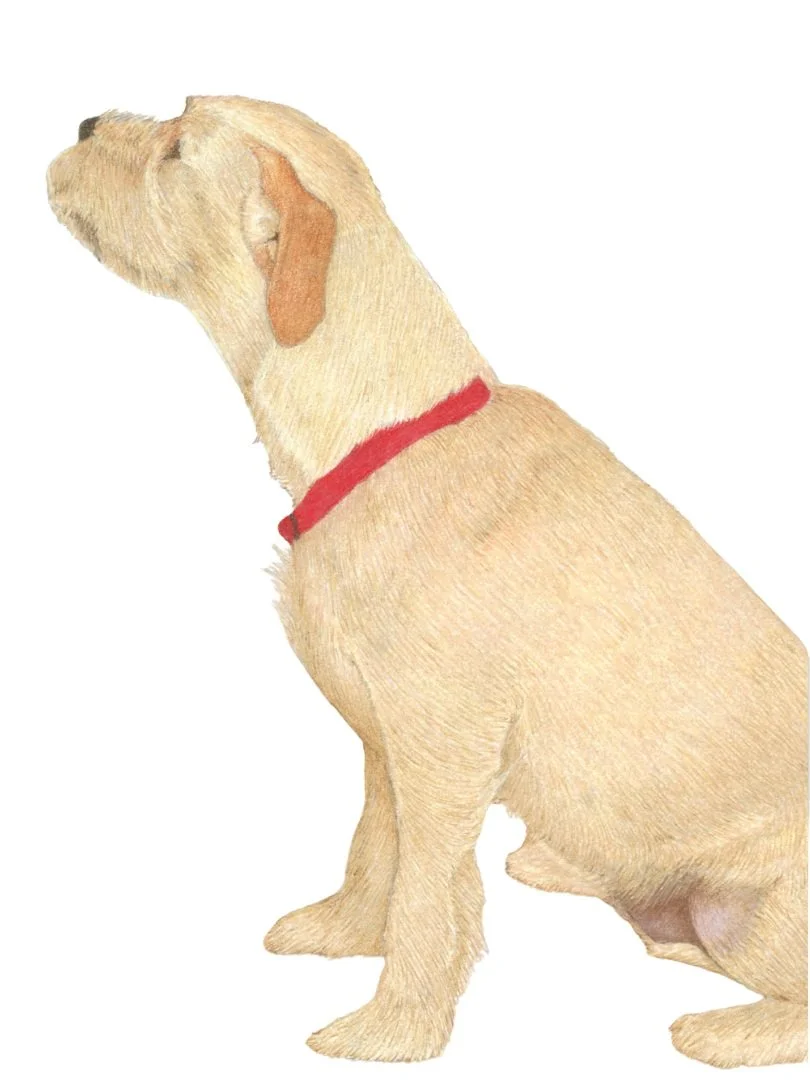 Illustration of a yellow Labrador retriever sitting with eyes closed, wearing a red collar.
