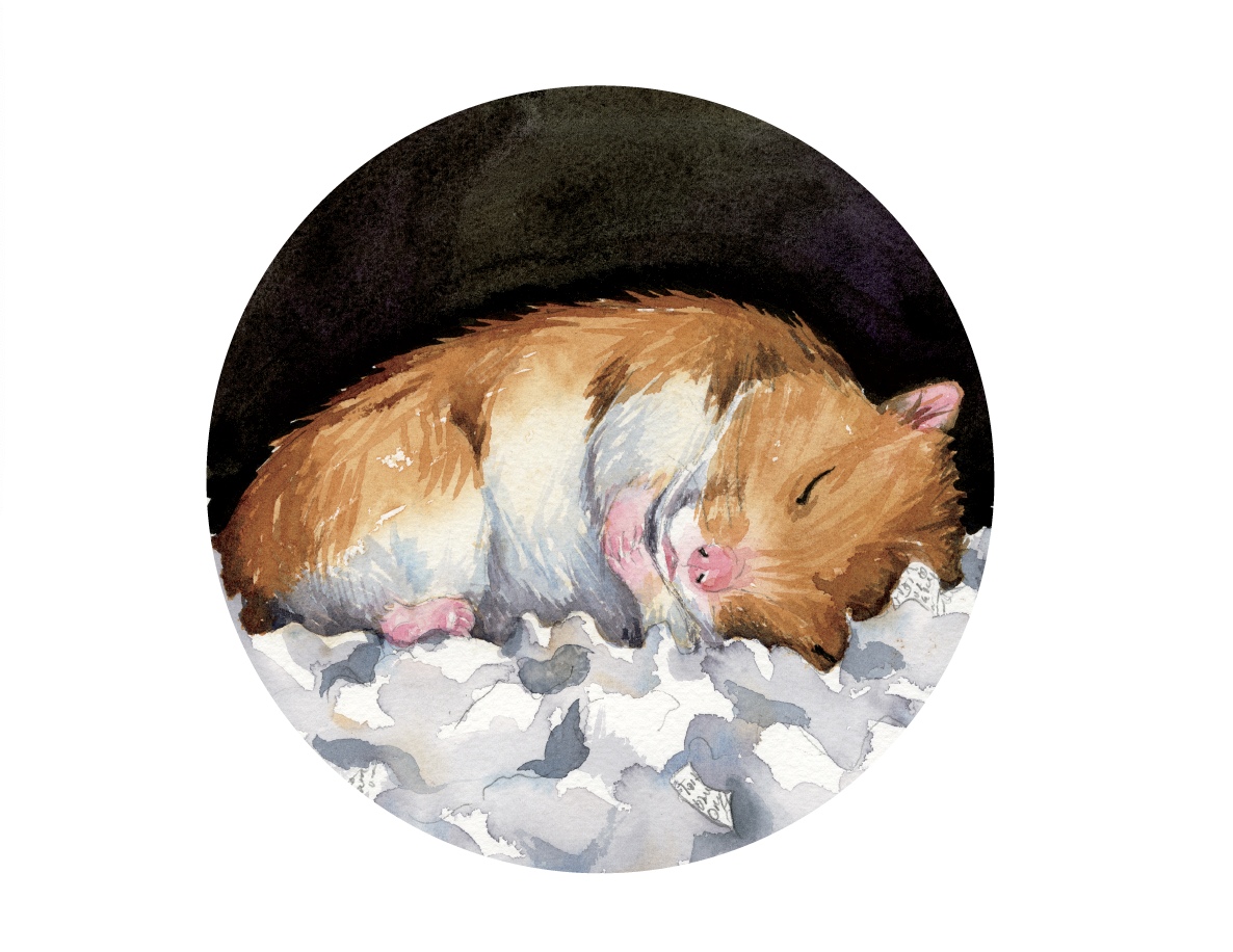 Watercolor illustration of a sleeping hamster curled up on bedding.
