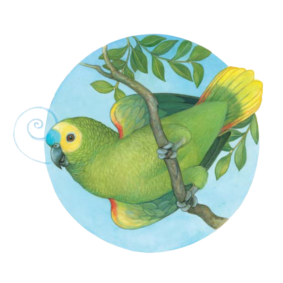Colorful illustration of a green parrot perched on a branch with green leaves, against a light blue background.