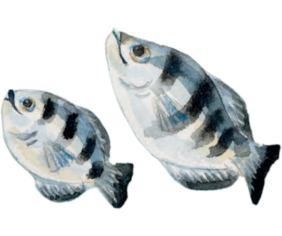 Illustration of two black and white striped fish, one larger and one smaller, watercolor style.