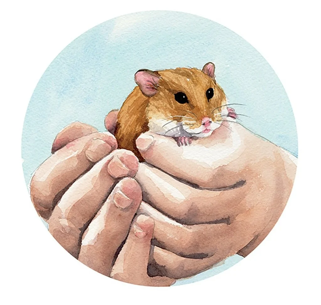 Watercolor illustration of a small hamster being held gently in two hands against a light blue background.