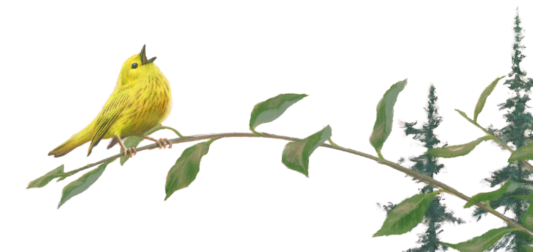 A yellow bird perched on a green leafy branch with some small pine trees in the background.