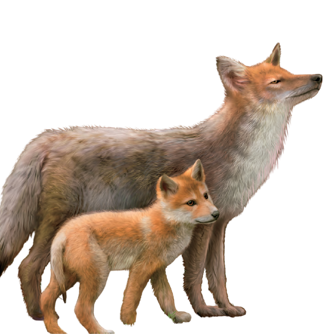 An older coyote with a younger coyote pup standing in front of it.