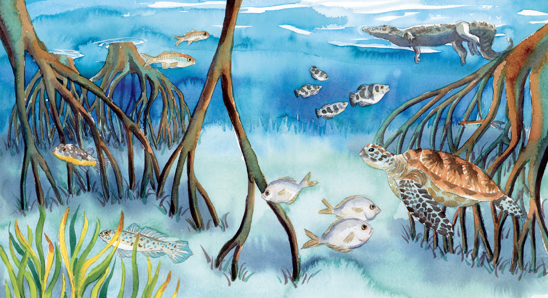 Watercolor painting of a wetland scene with various fish, a crocodile, and mangrove trees.