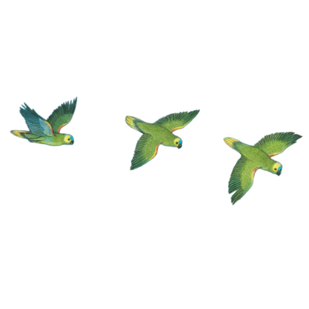 Three green parrots flying in a line.