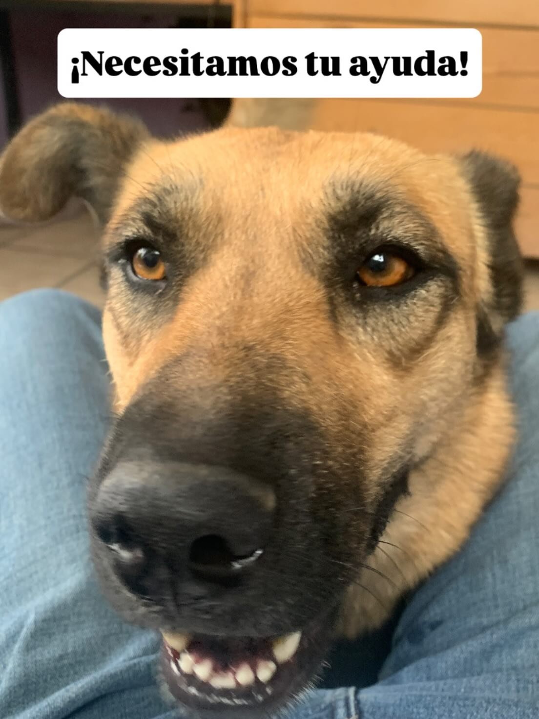 Amigos, como cada mes la renta del refugio de nuestros casi 30 perritos nos está respirando en la nuca jaja 😓 junto a las cuentas de miles en el vet y las pensiones y las tareas diarias…
Lo primordial de cada mes es NO PERDER el refu