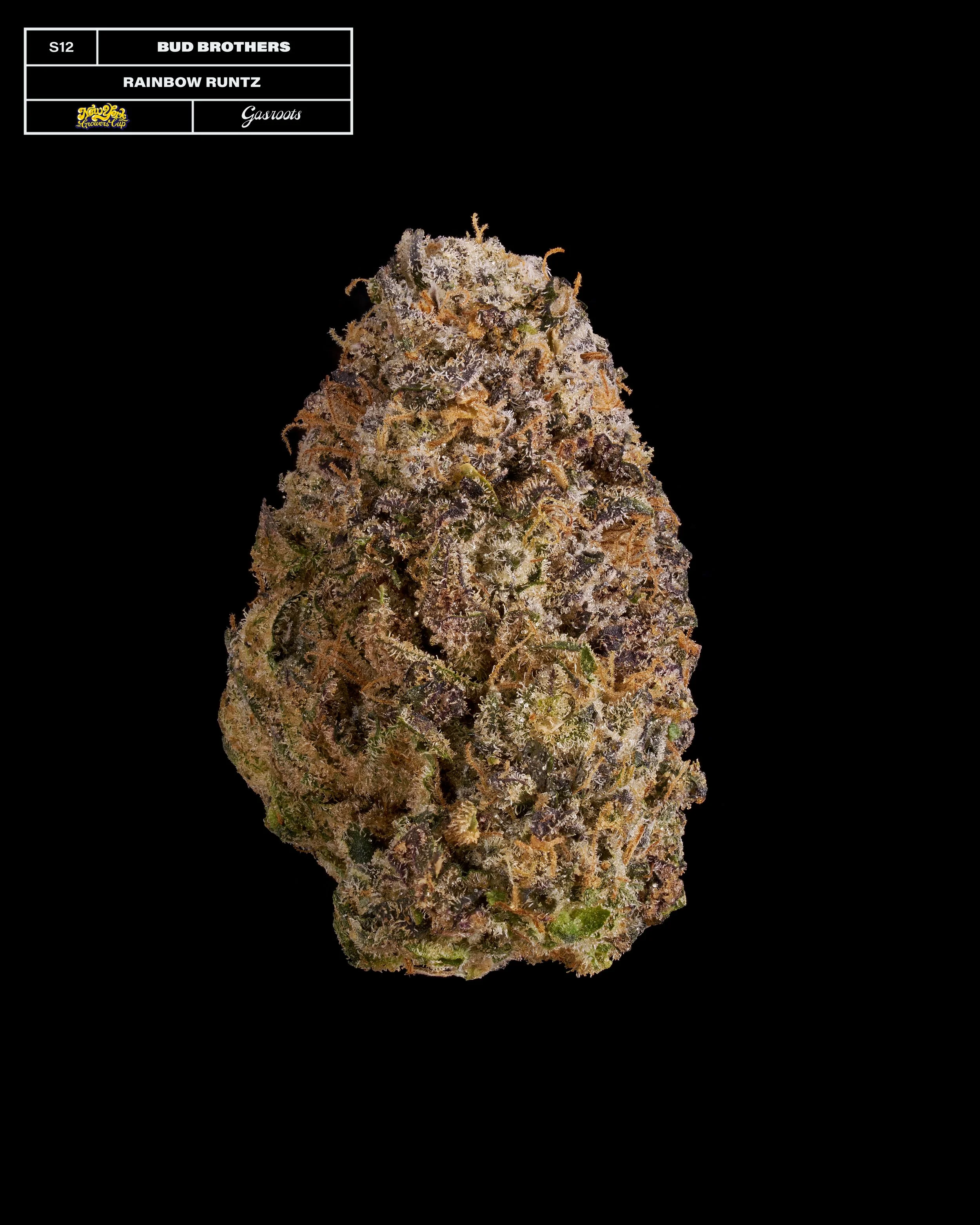 20231104_Gasroots_NYGrowersCup_S12_BudBrothers_RainbowRuntz_Infographic.jpg