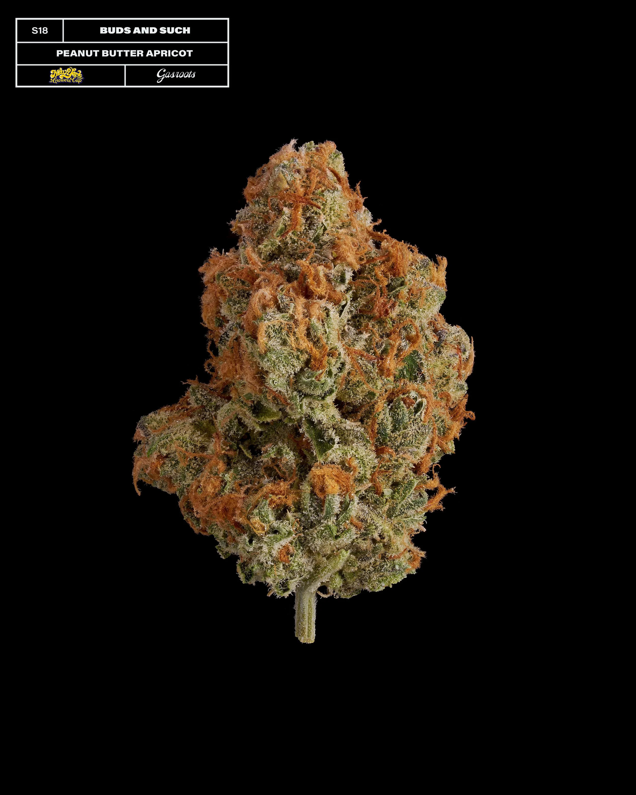 20231104_Gasroots_NYGrowersCup_S18_BudsAndSuch_PeanutButterApricot_Infographic.jpg