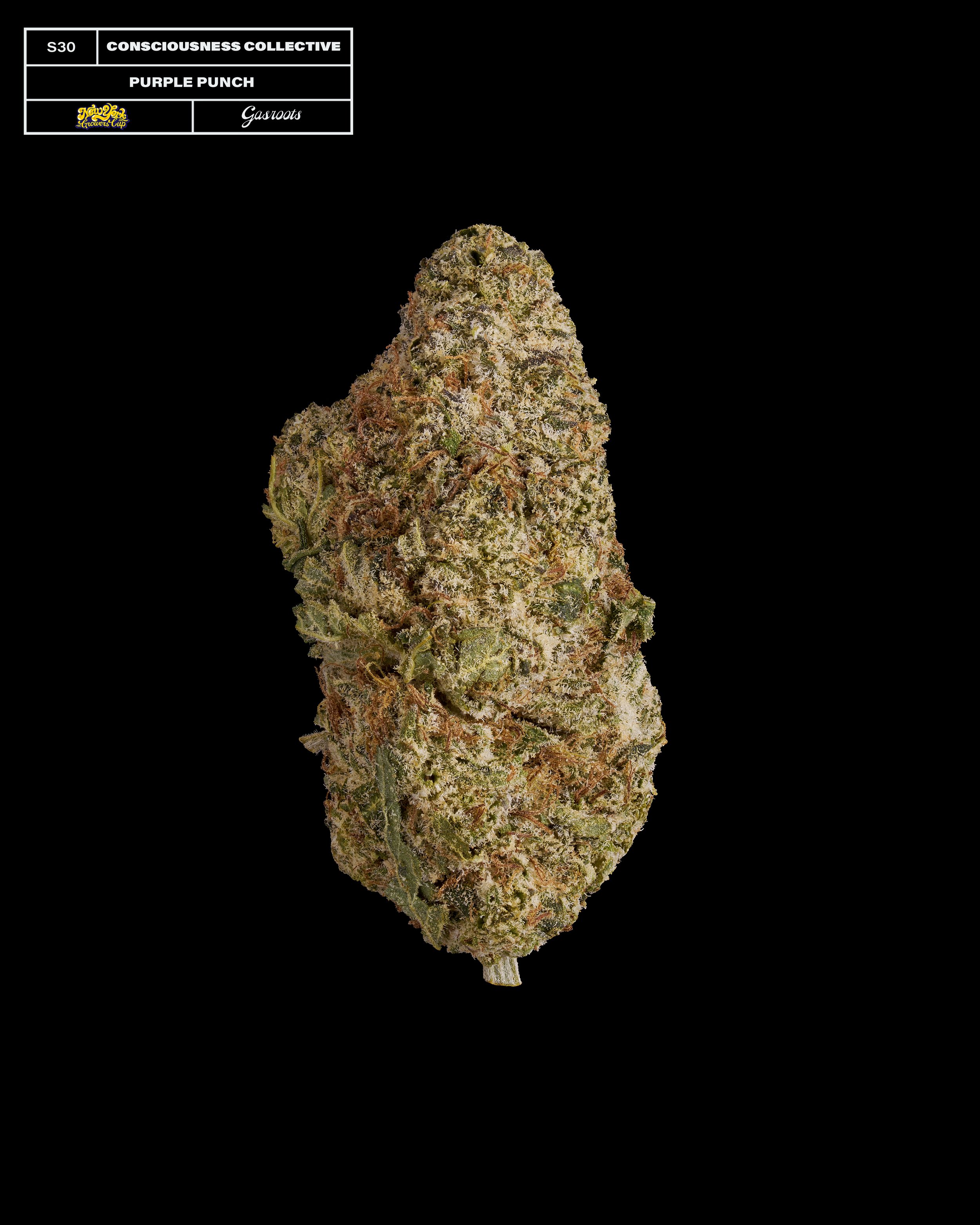 20231104_Gasroots_NYGrowersCup_S30_TheConsciousnessCollective_PurplePunch_Infographic.jpg