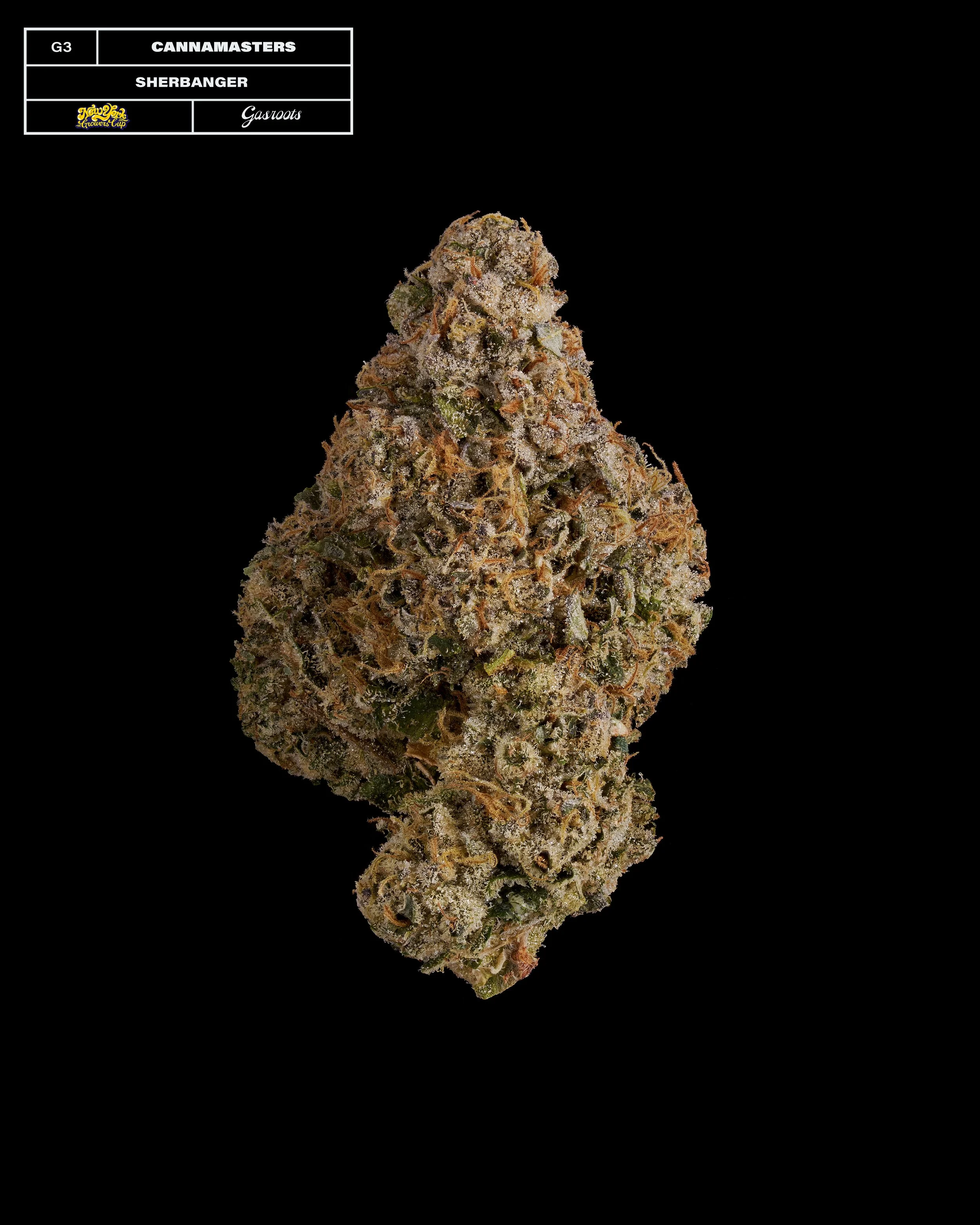 20231104_Gasroots_NYGrowersCup_G3_CannaMasters_Sherbanger_Infographic.jpg