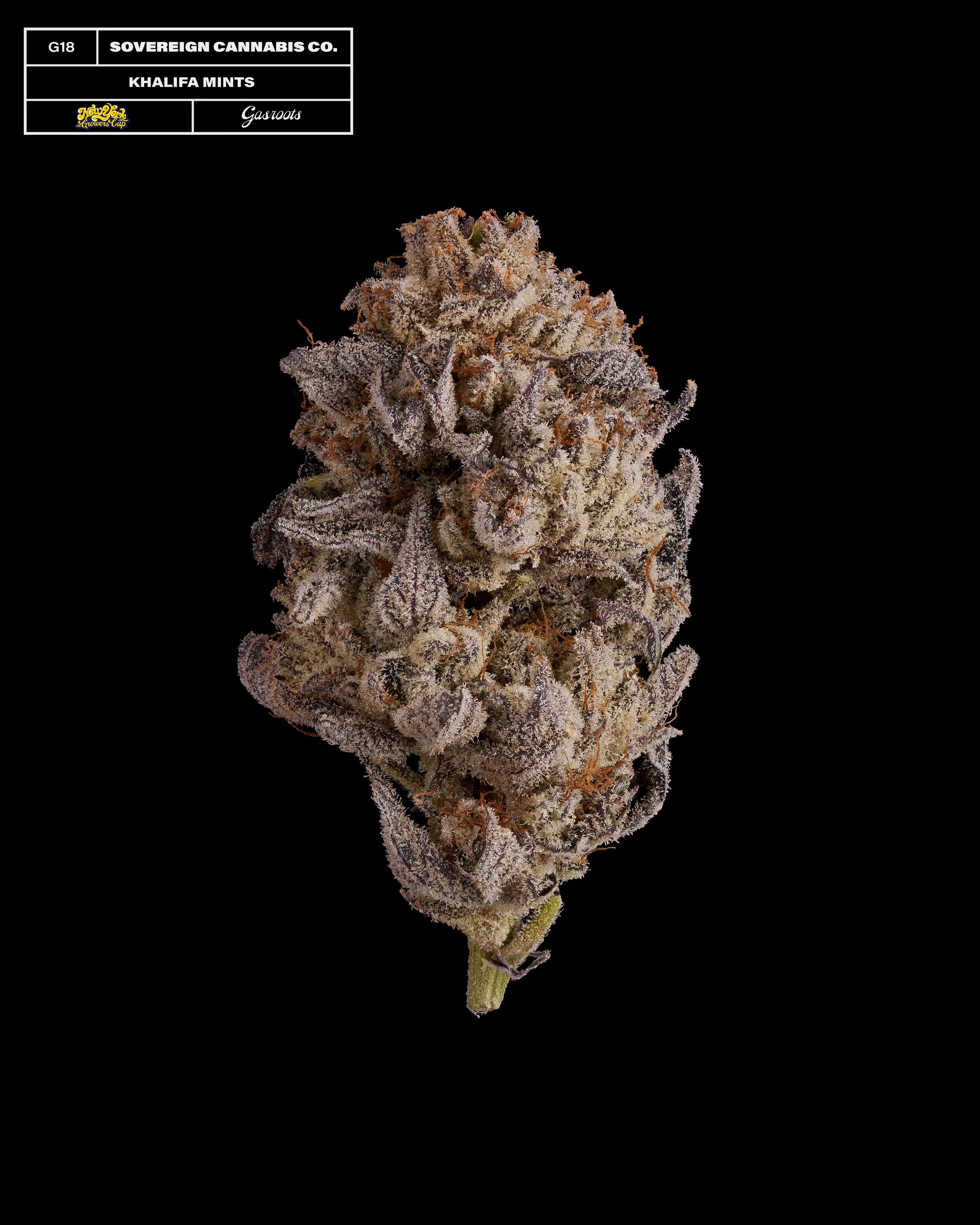 20231104_Gasroots_NYGrowersCup_G18_SovereignCannabisCo_KhalifaMints_Infographic.jpg