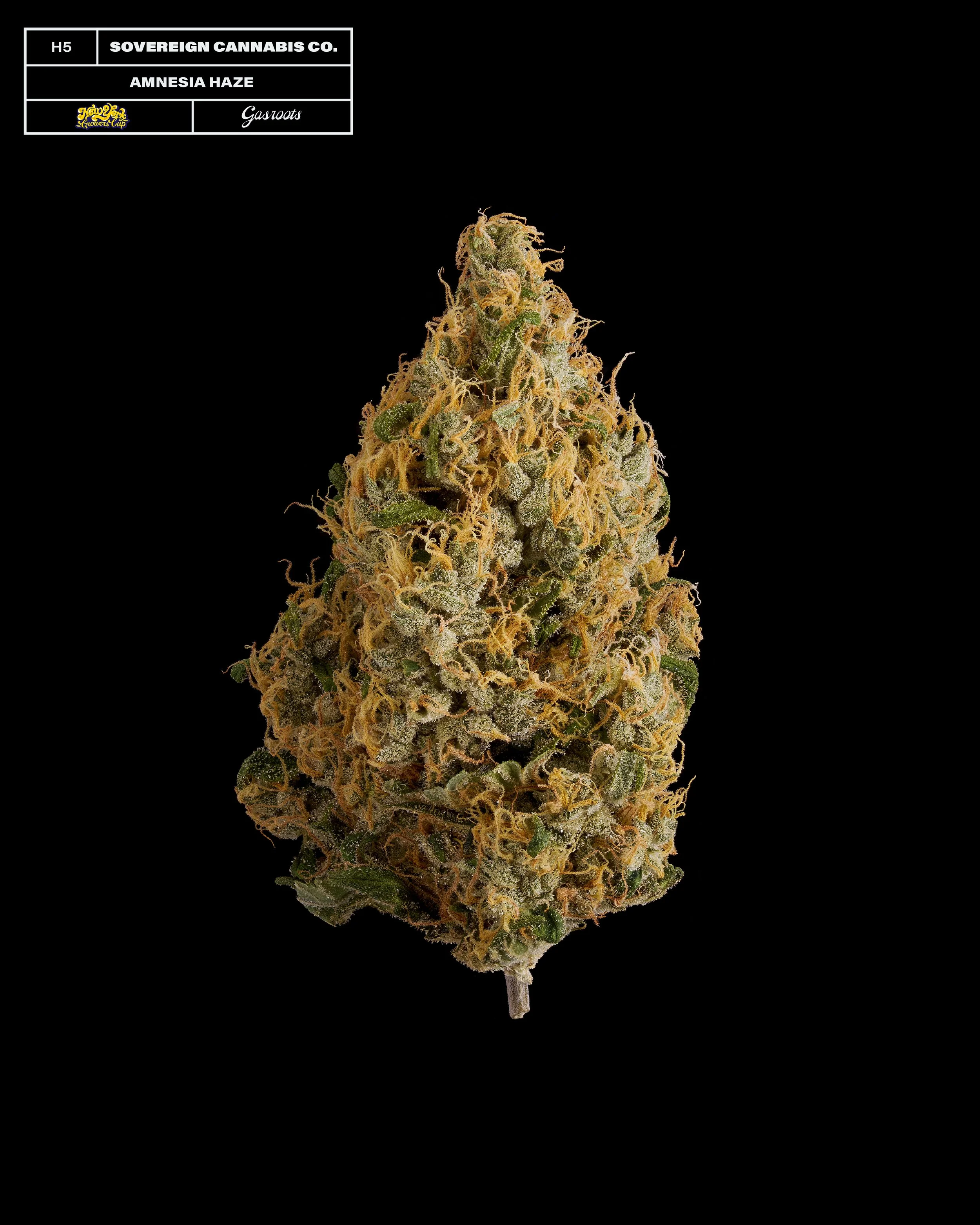 20231104_Gasroots_NYGrowersCup_H5_SovereignCannabisCo_AmnesiaHaze_Infographic.jpg