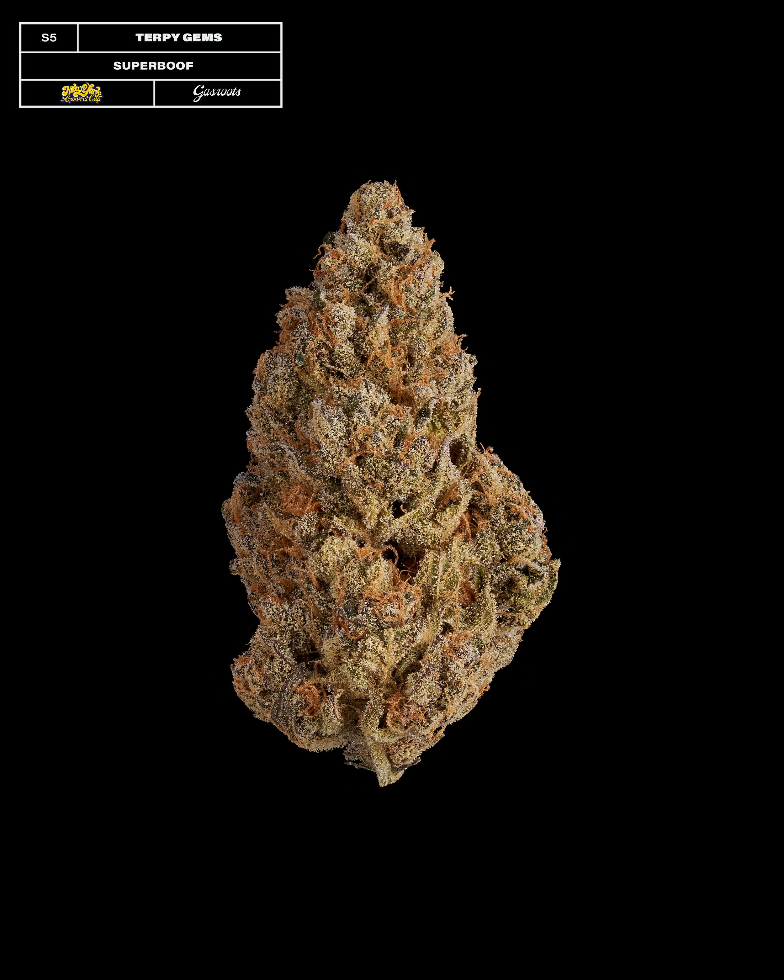 20231104_Gasroots_NYGrowersCup_S5_TerpyGems_SuperBoof_Infographic.jpg