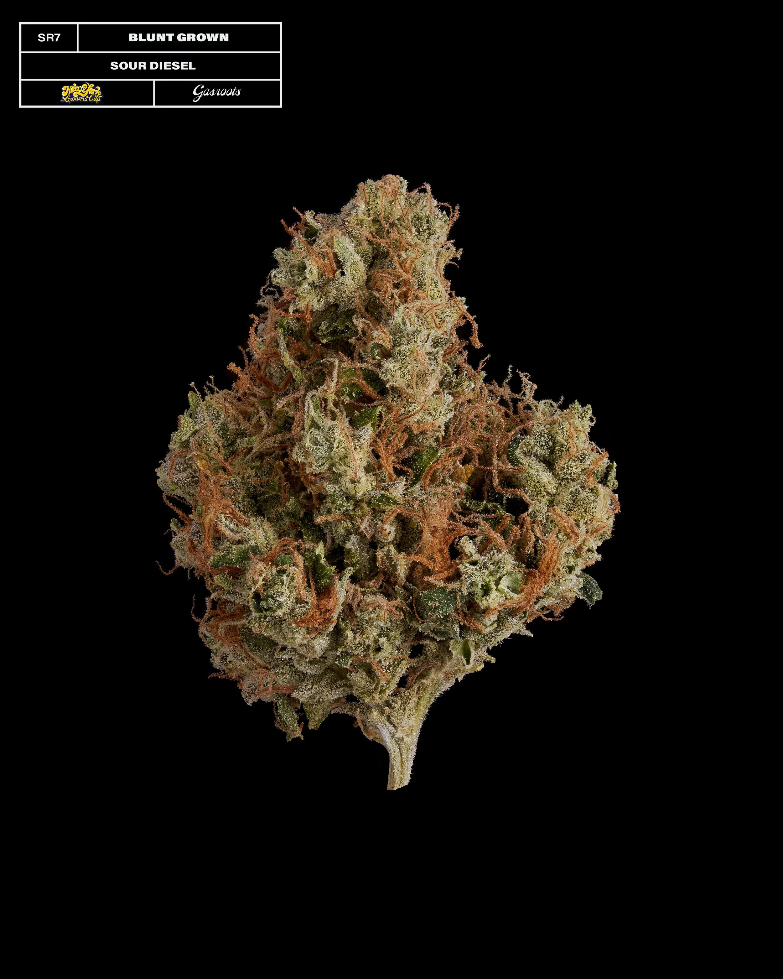 20231104_Gasroots_NYGrowersCup_SR7_Bluntgrown_SourDiesel_Infographic.jpg