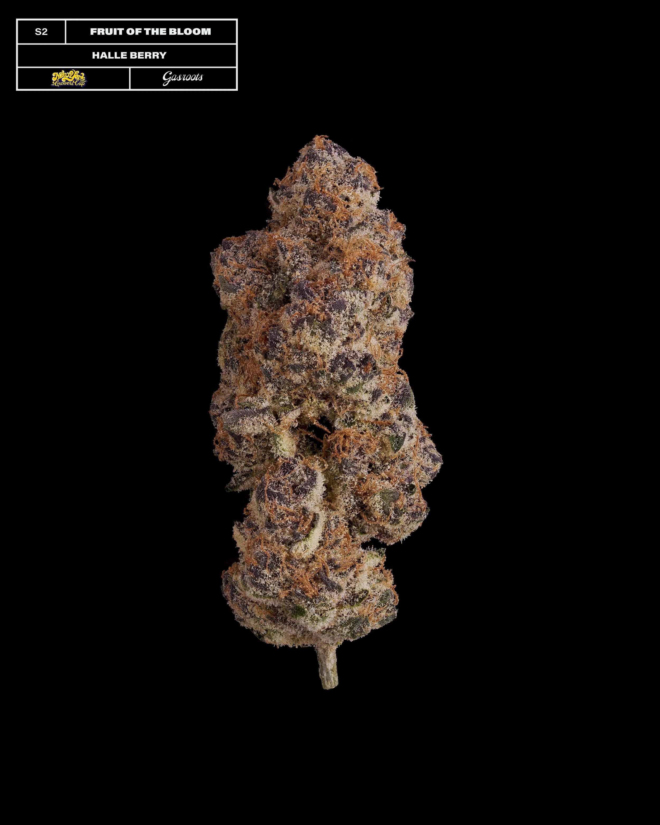 20231104_Gasroots_NYGrowersCup_S2_FruitOfTheBloom_HalleBerry_Infographic.jpg