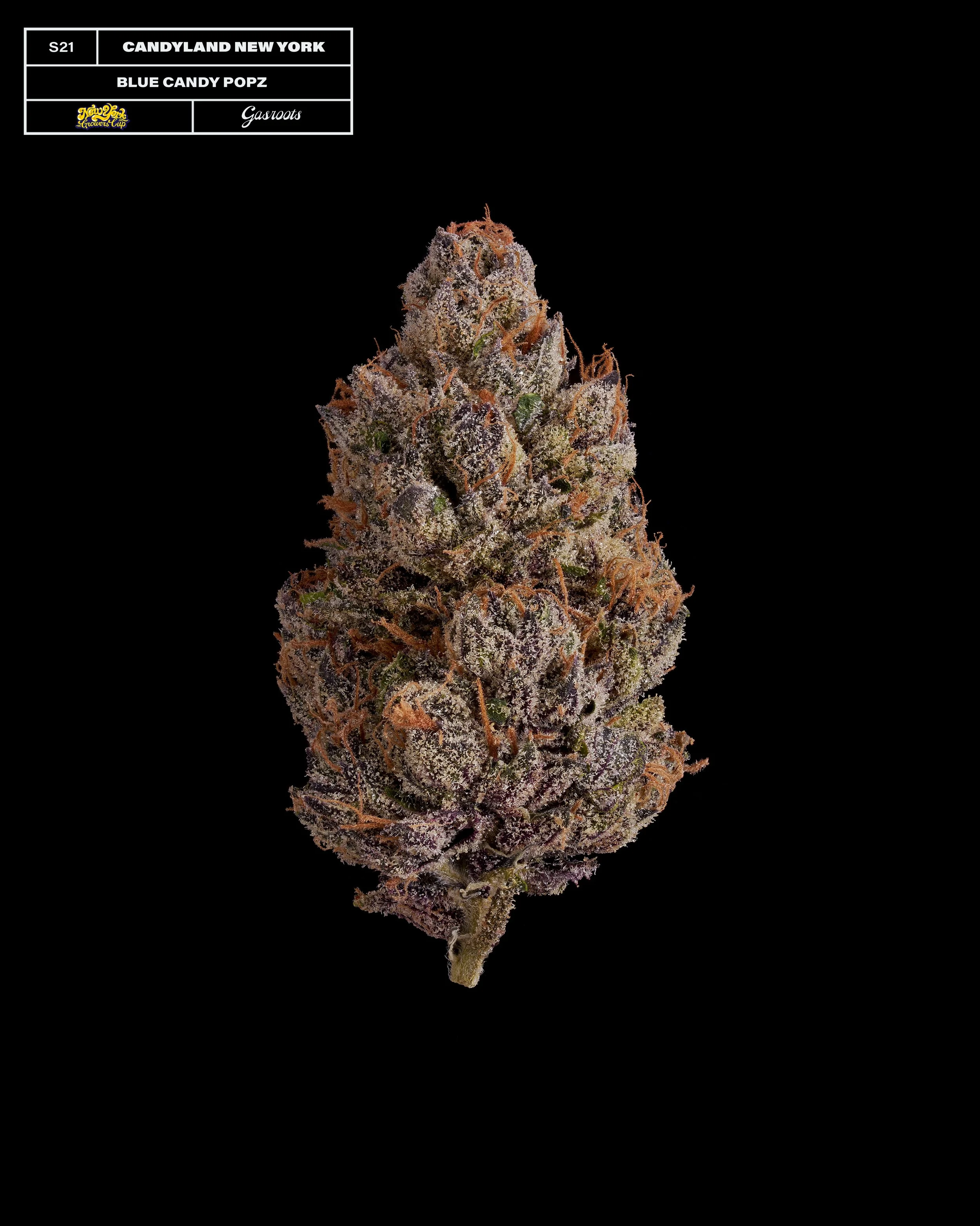 20231104_Gasroots_NYGrowersCup_S21_CandylandNewYork_BlueCandyPopz_Infographic.jpg