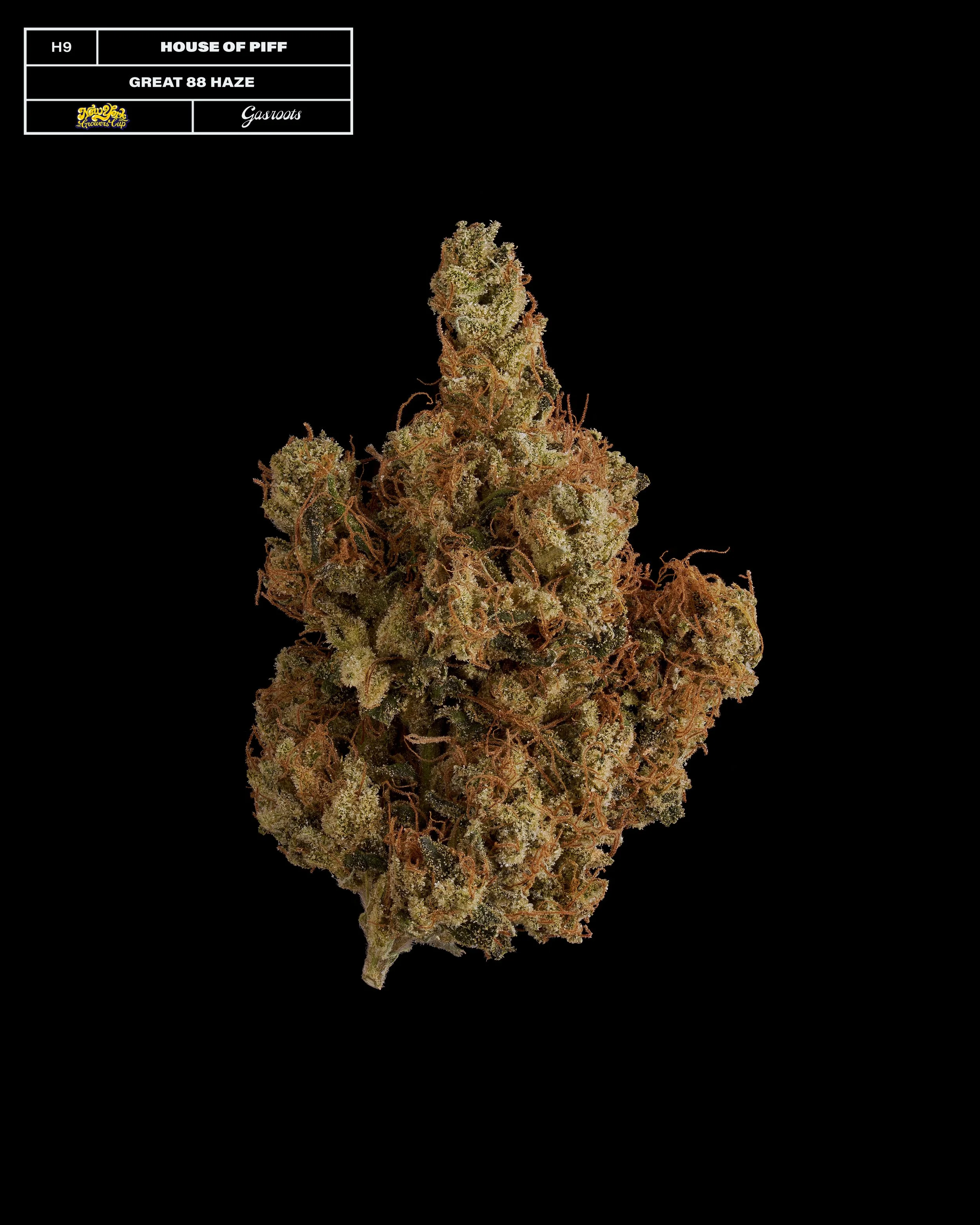 20231104_Gasroots_NYGrowersCup_H9_HouseOfPiff_Great88Haze_Infographic.jpg