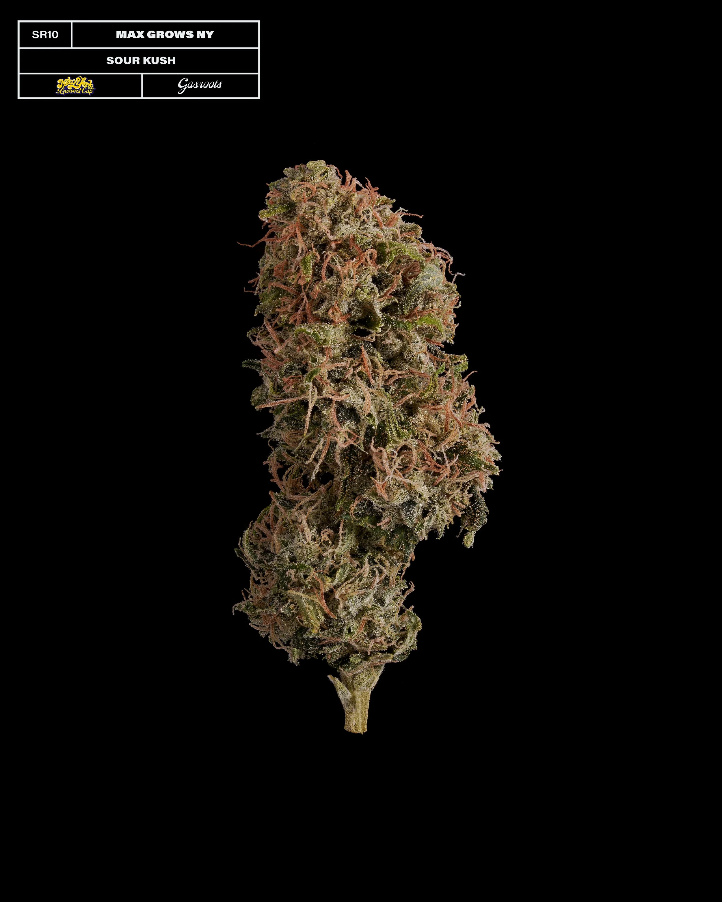 20231104_Gasroots_NYGrowersCup_SR10_MaxGrowNY_SourKush_Infographic.jpg