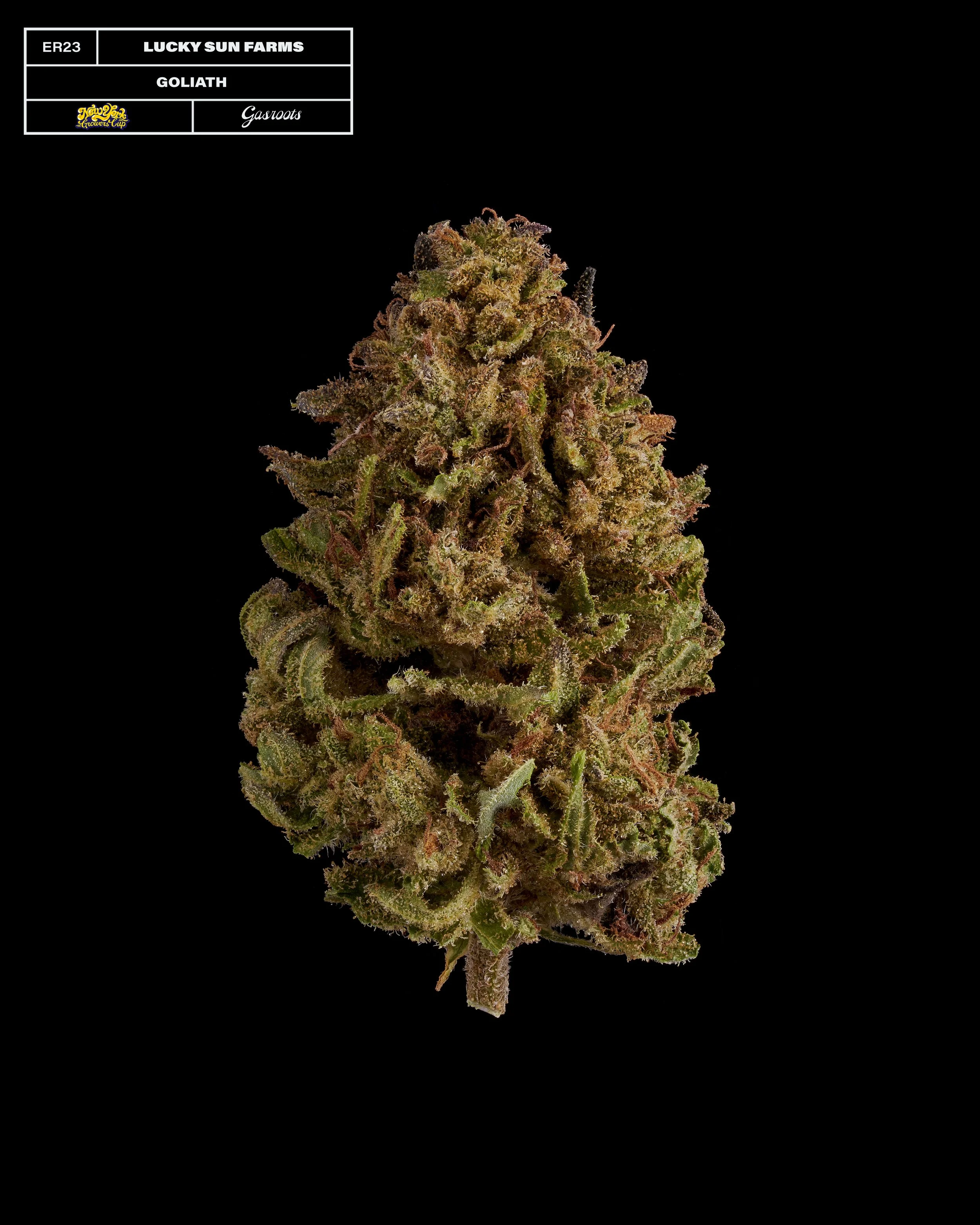 20231104_Gasroots_NYGrowersCup_ER23_LuckySunFarms_Goliath_Infographic.jpg
