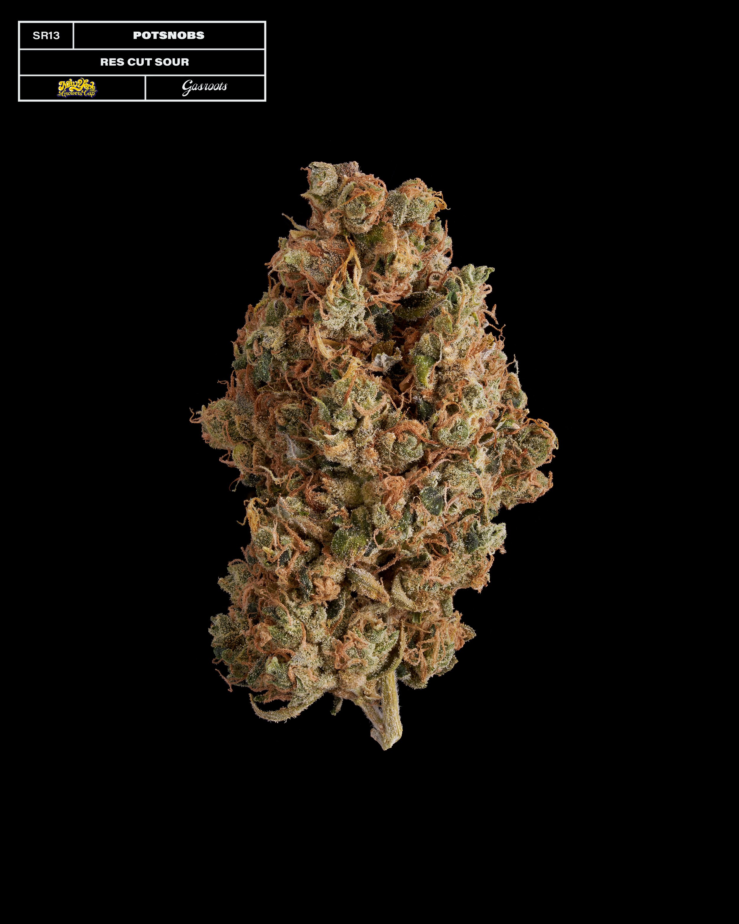 20231104_Gasroots_NYGrowersCup_SR13_Potsnobs_ResCutSour_Infographic.jpg