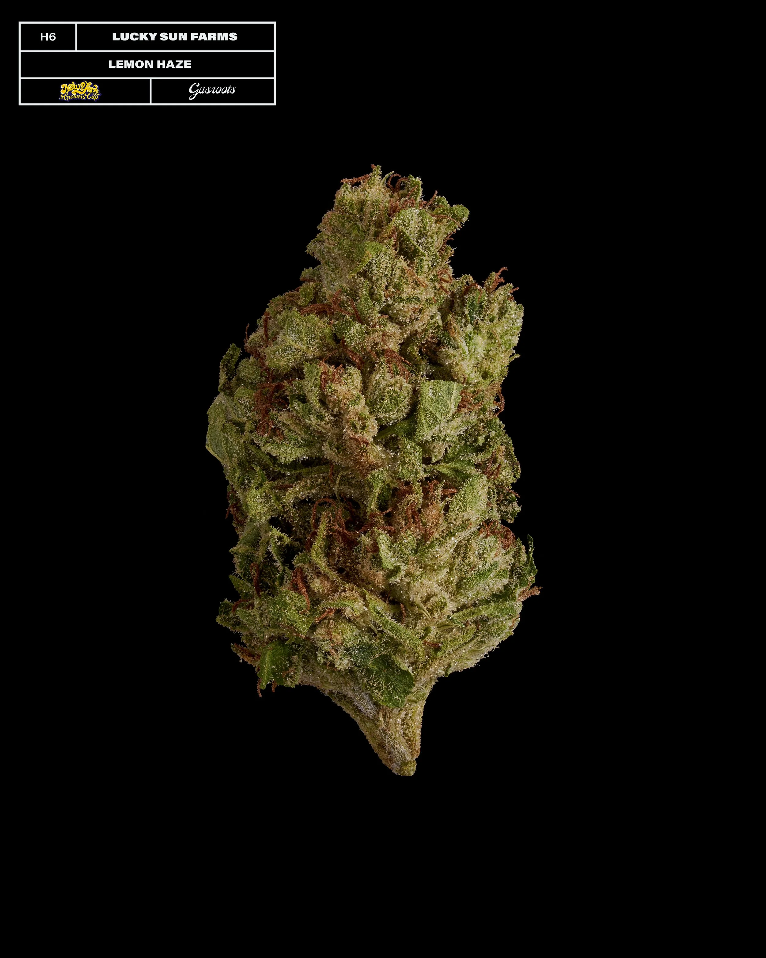 20231104_Gasroots_NYGrowersCup_H6_LuckySunFarms_LemonHaze_Infographic.jpg