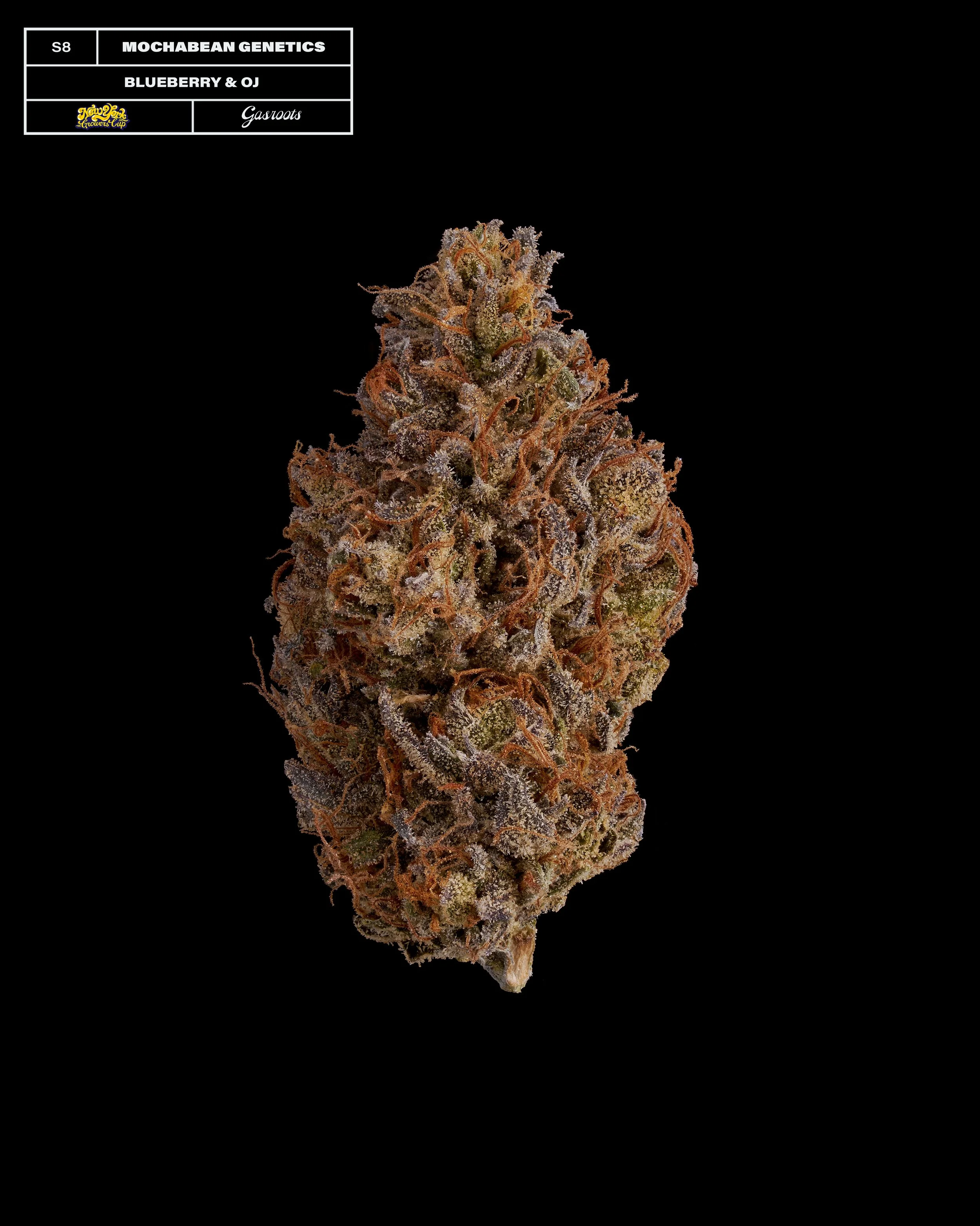 20231104_Gasroots_NYGrowersCup_S8_MochaBeanGenetics_BlueberryAndOJ_Infographic.jpg