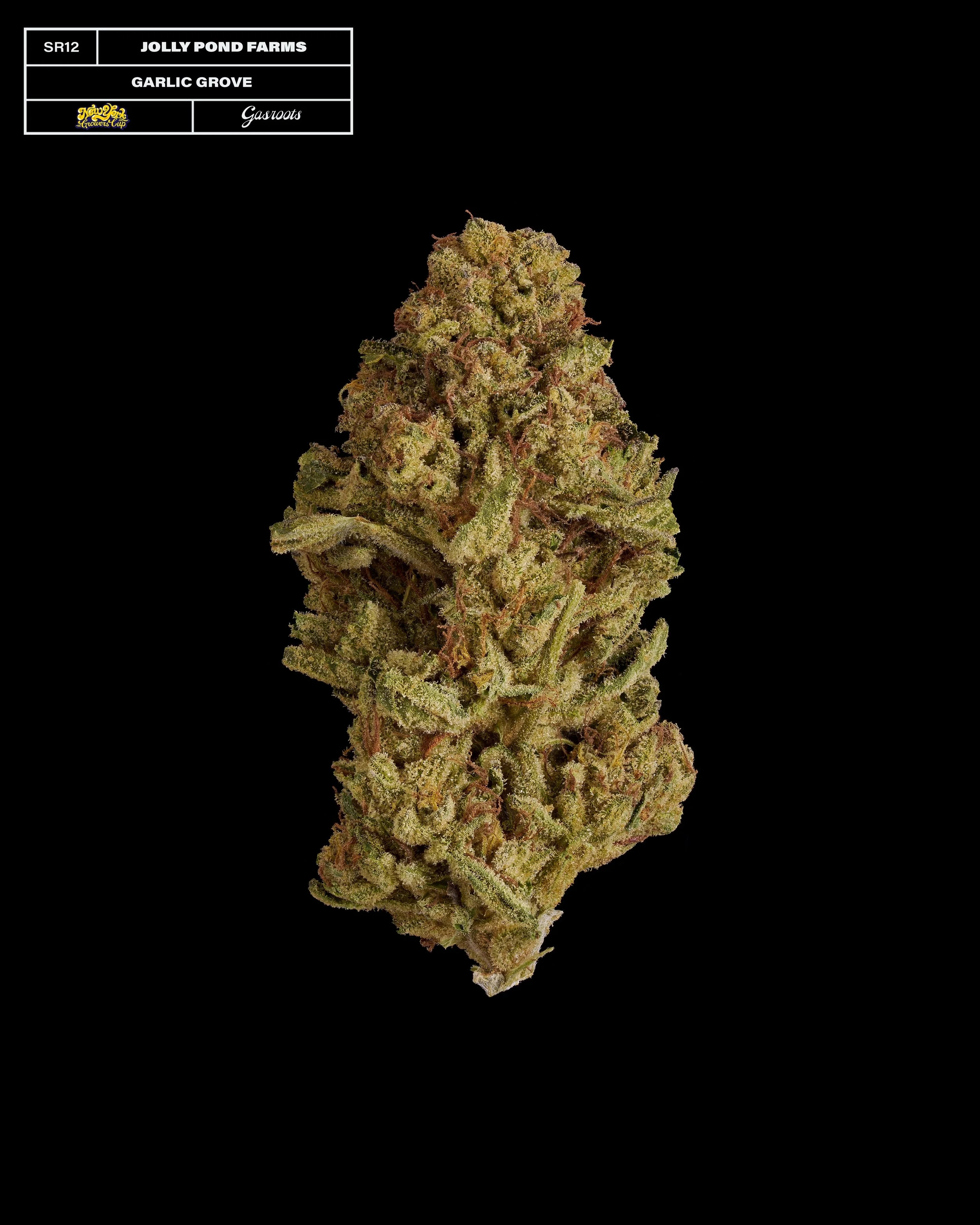 20231104_Gasroots_NYGrowersCup_SR12_JollyPondFarms_GarlicGrove_Infographic.jpg