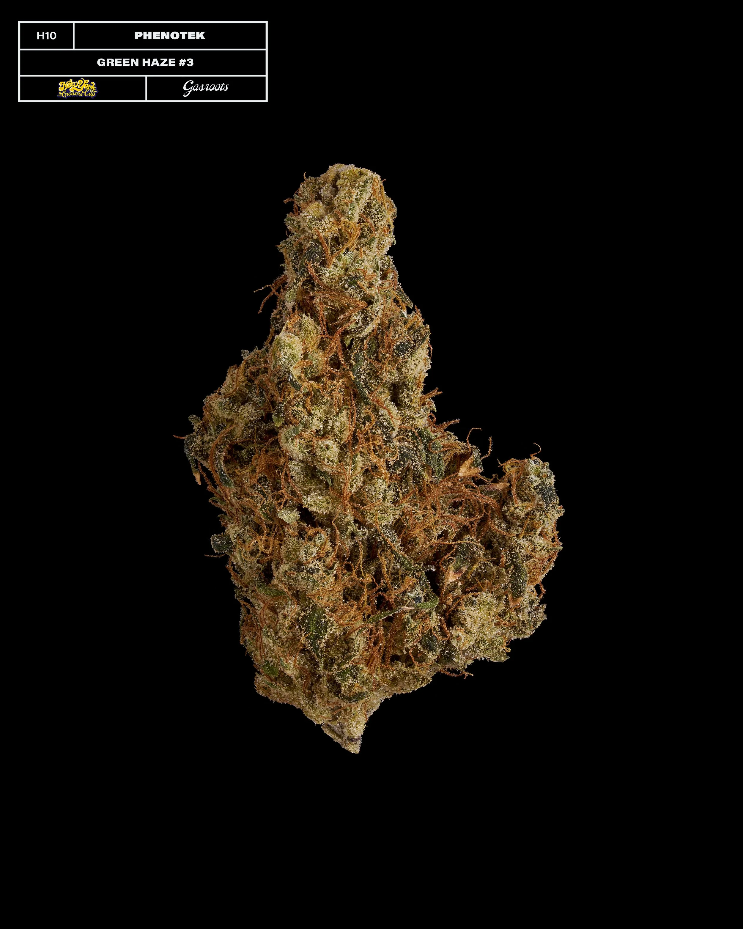 20231104_Gasroots_NYGrowersCup_H10_Phenotek_GreenHaze3_Infographic.jpg