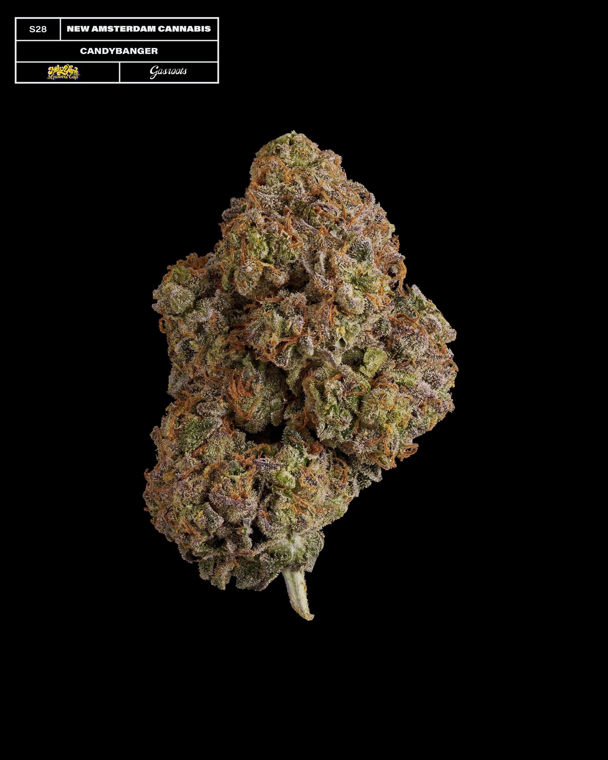 20231104_Gasroots_NYGrowersCup_S28_NewAmsterdam_CandyBanger_Infographic.jpg