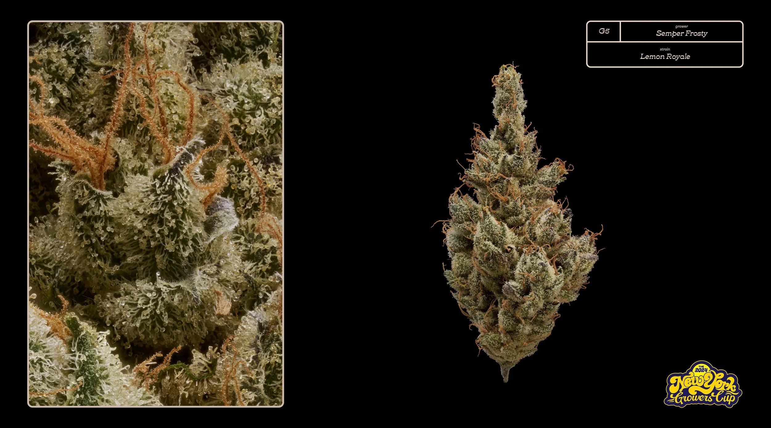 2024_NYGC_Slideshow-Entries_G5_ Semper Frosty – “Lemon Royale”%0A.jpg
