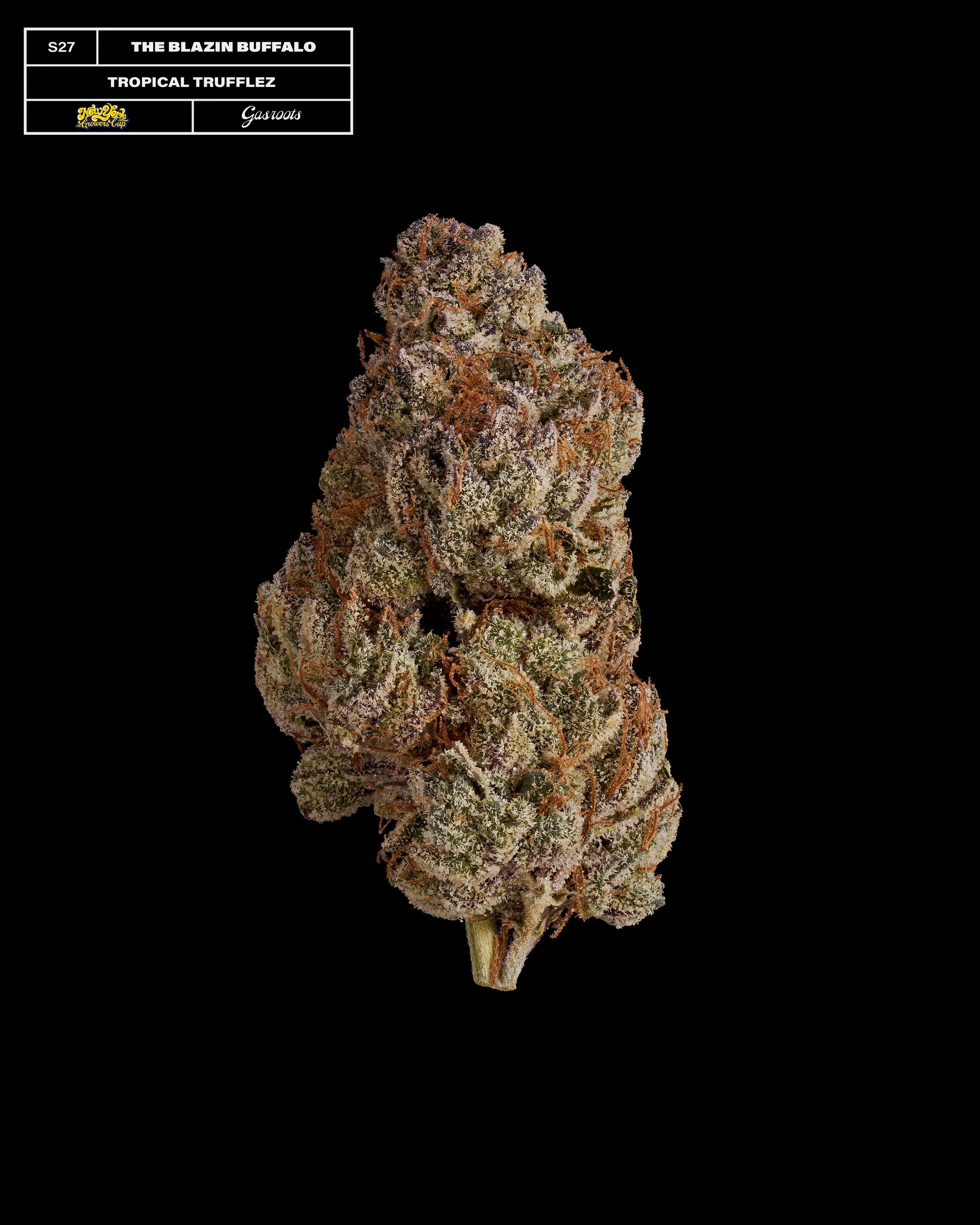 20231104_Gasroots_NYGrowersCup_S27_TheBlazinBuffalo_TropicalTruffles_Infographic.jpg