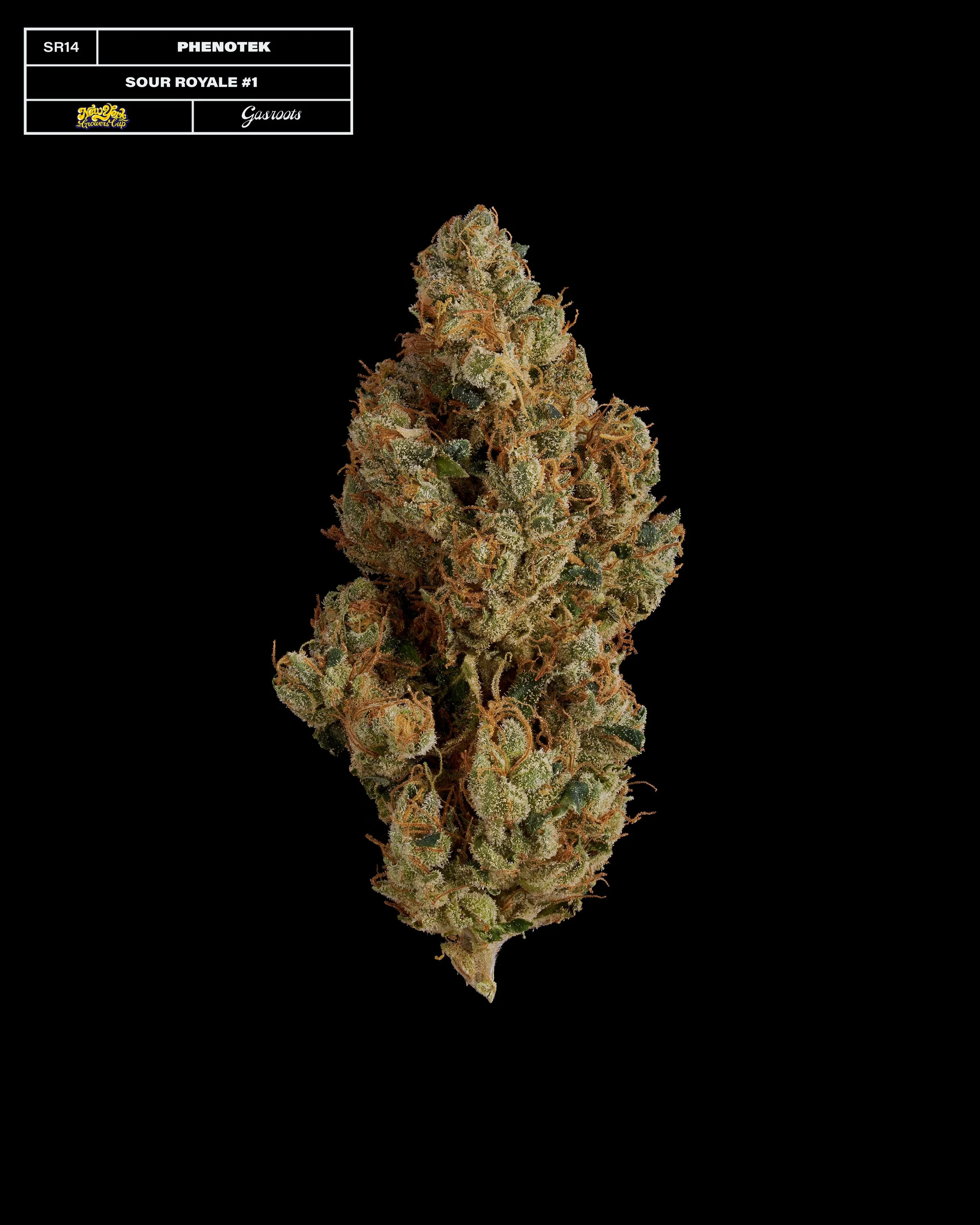 20231104_Gasroots_NYGrowersCup_SR14_Phenotek_SourRoyale1_Infographic.jpg