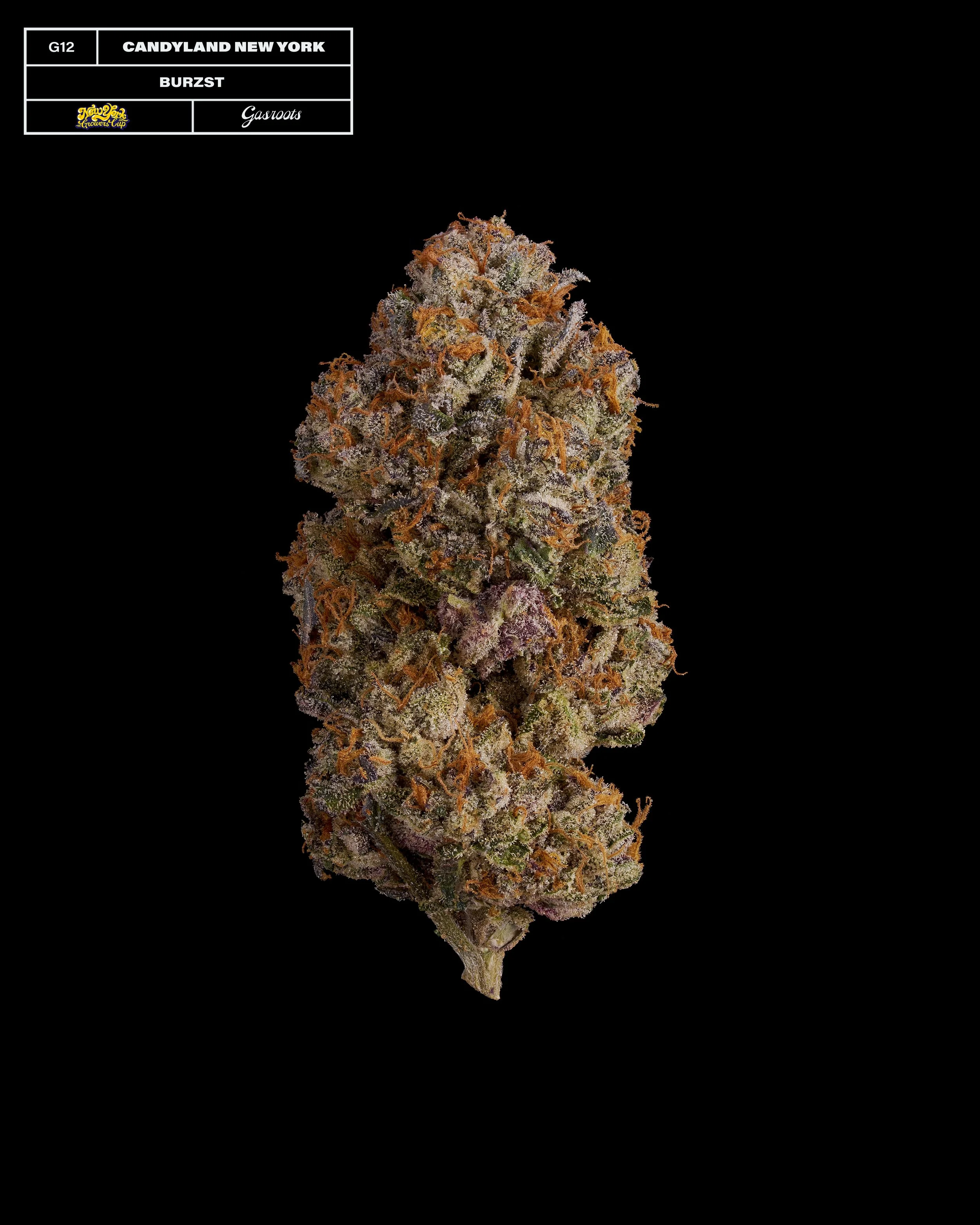 20231104_Gasroots_NYGrowersCup_G12_Candyland_GasBurzst_Infographic.jpg