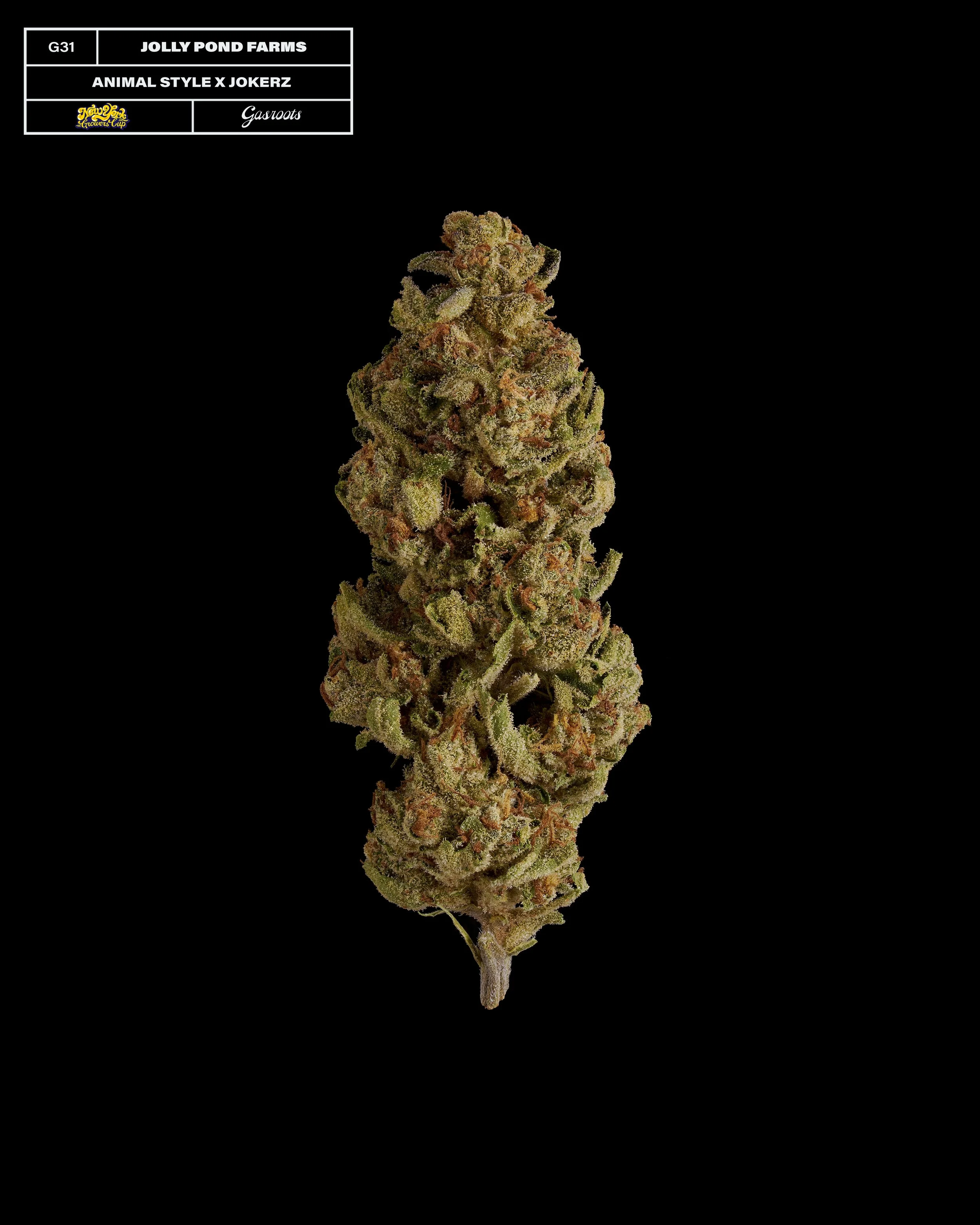 20231104_Gasroots_NYGrowersCup_G31_JollyPondFarms_AnimalStyleXJokerz_Infographic.jpg