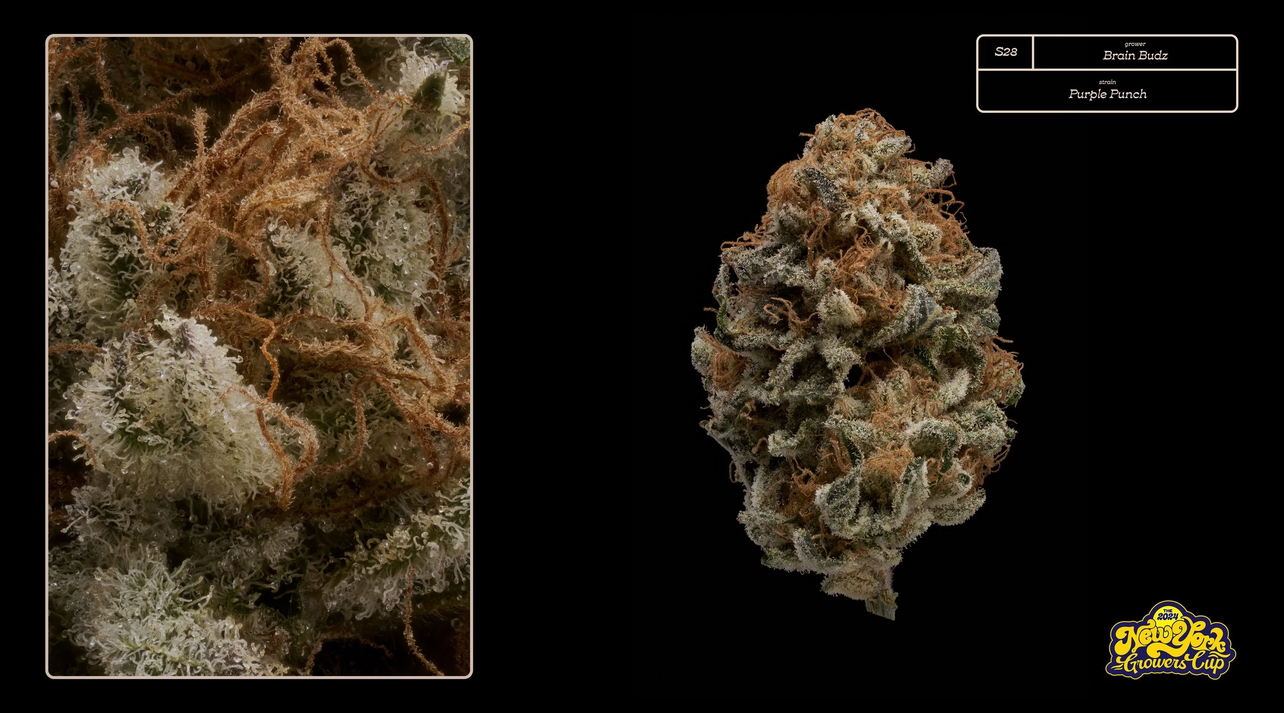 2024_NYGC_Slideshow-Entries_S28_ Brain Budz – “Purple Punch”%0A.jpg