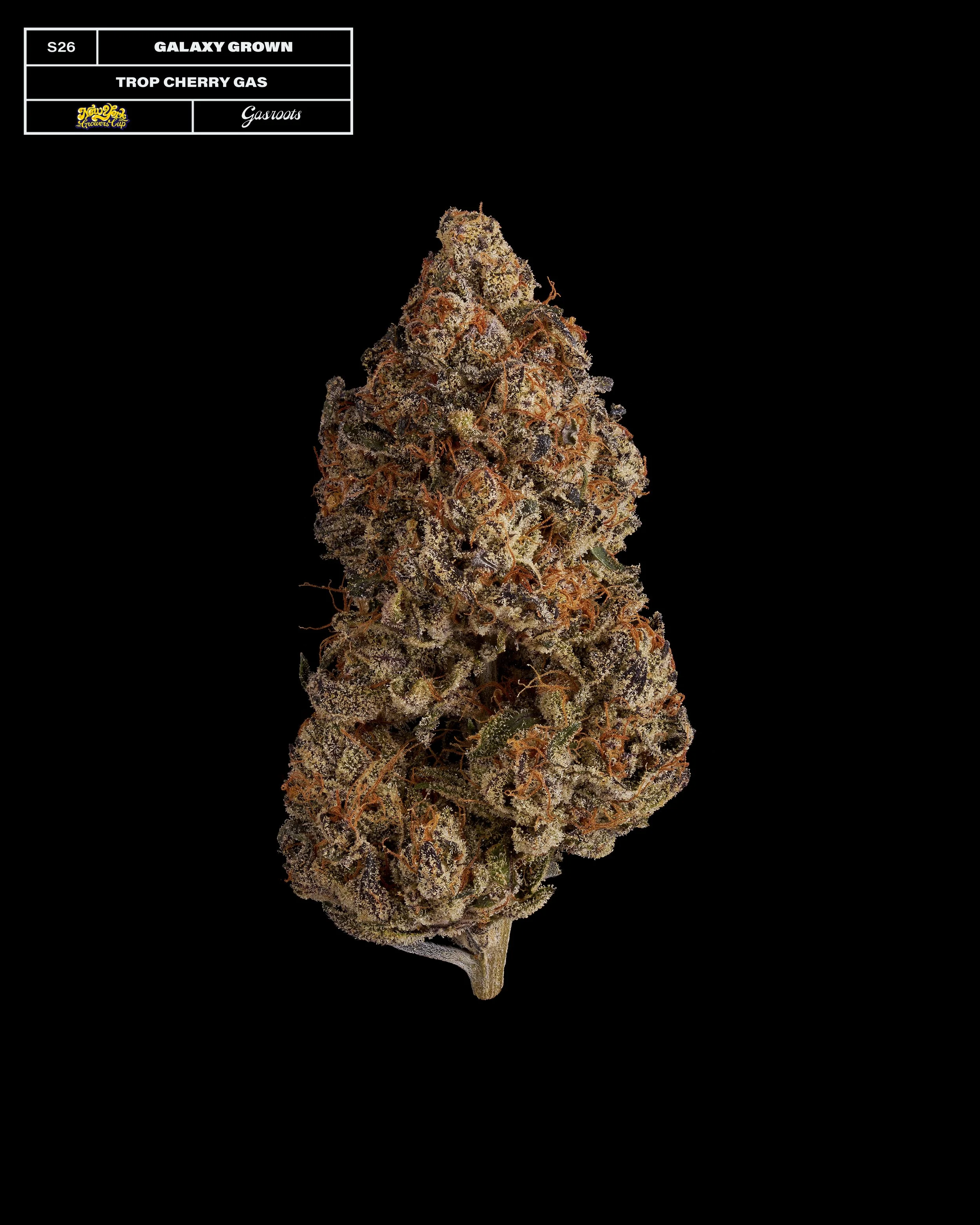 20231104_Gasroots_NYGrowersCup_S26_GalaxyGrownNY_TropCherryGas_Infographic.jpg
