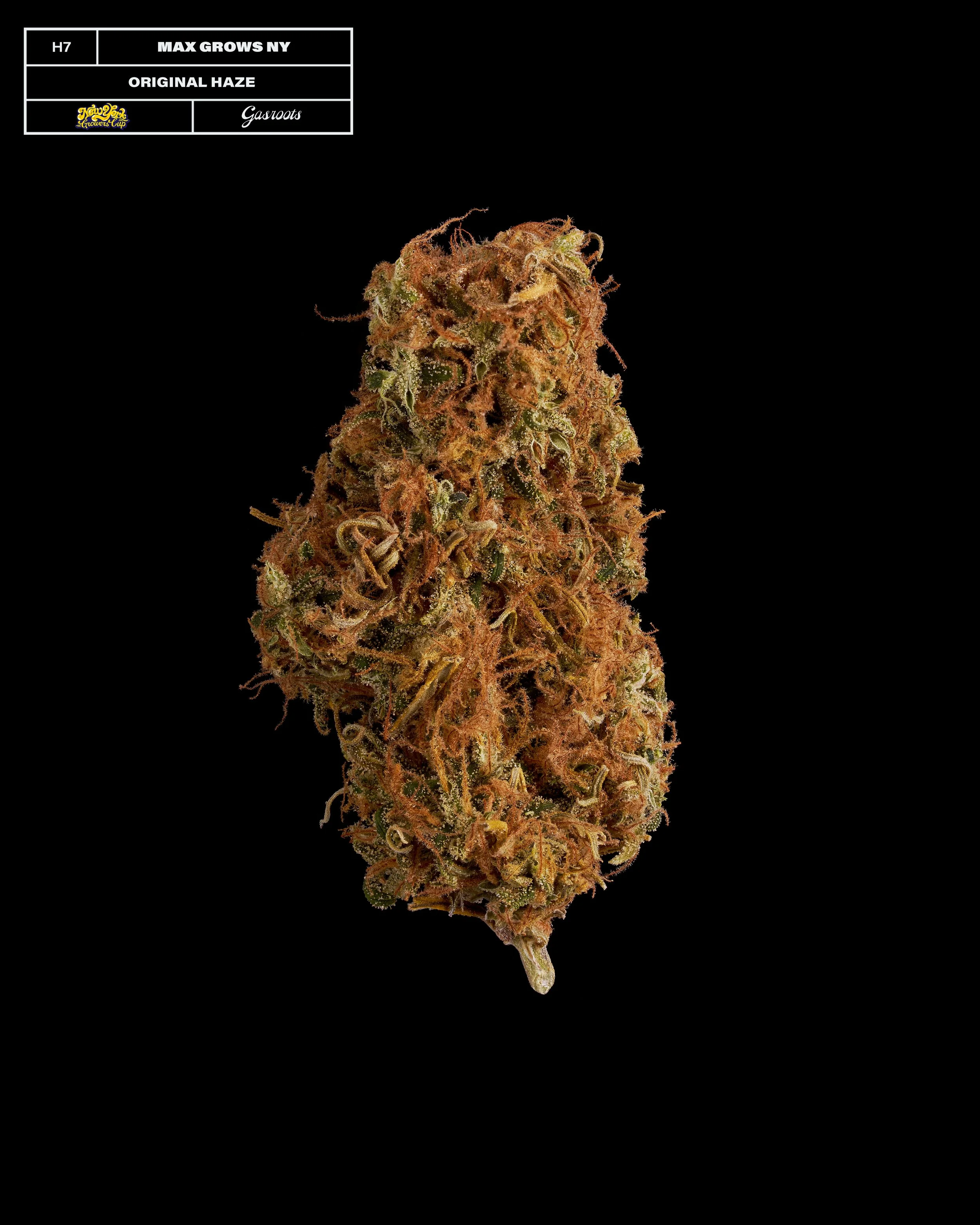 20231104_Gasroots_NYGrowersCup_H7_MaxGrowNY_OriginalHaze_Infographic.jpg