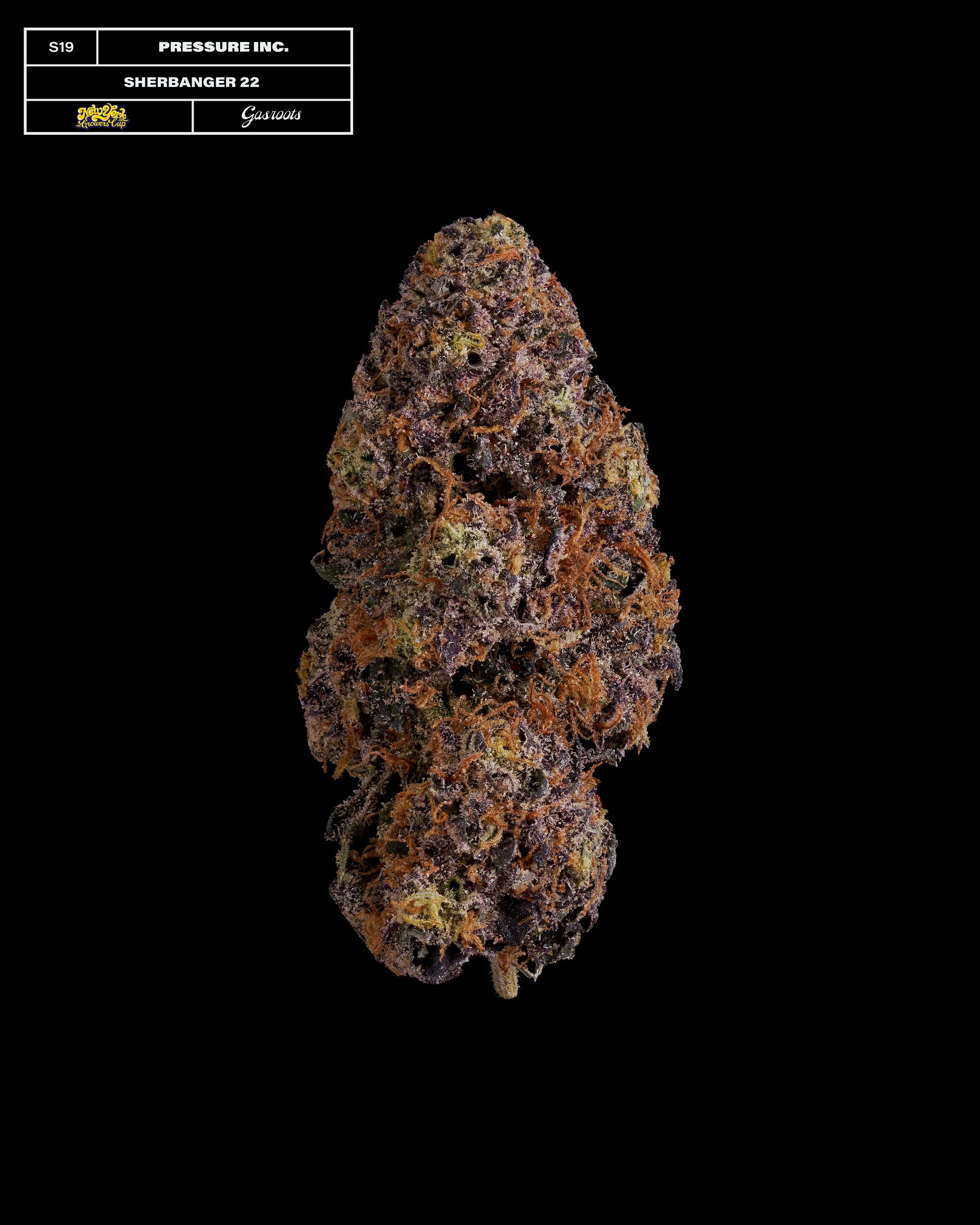 20231104_Gasroots_NYGrowersCup_S19_PressureInc_Sherbanger_Infographic.jpg