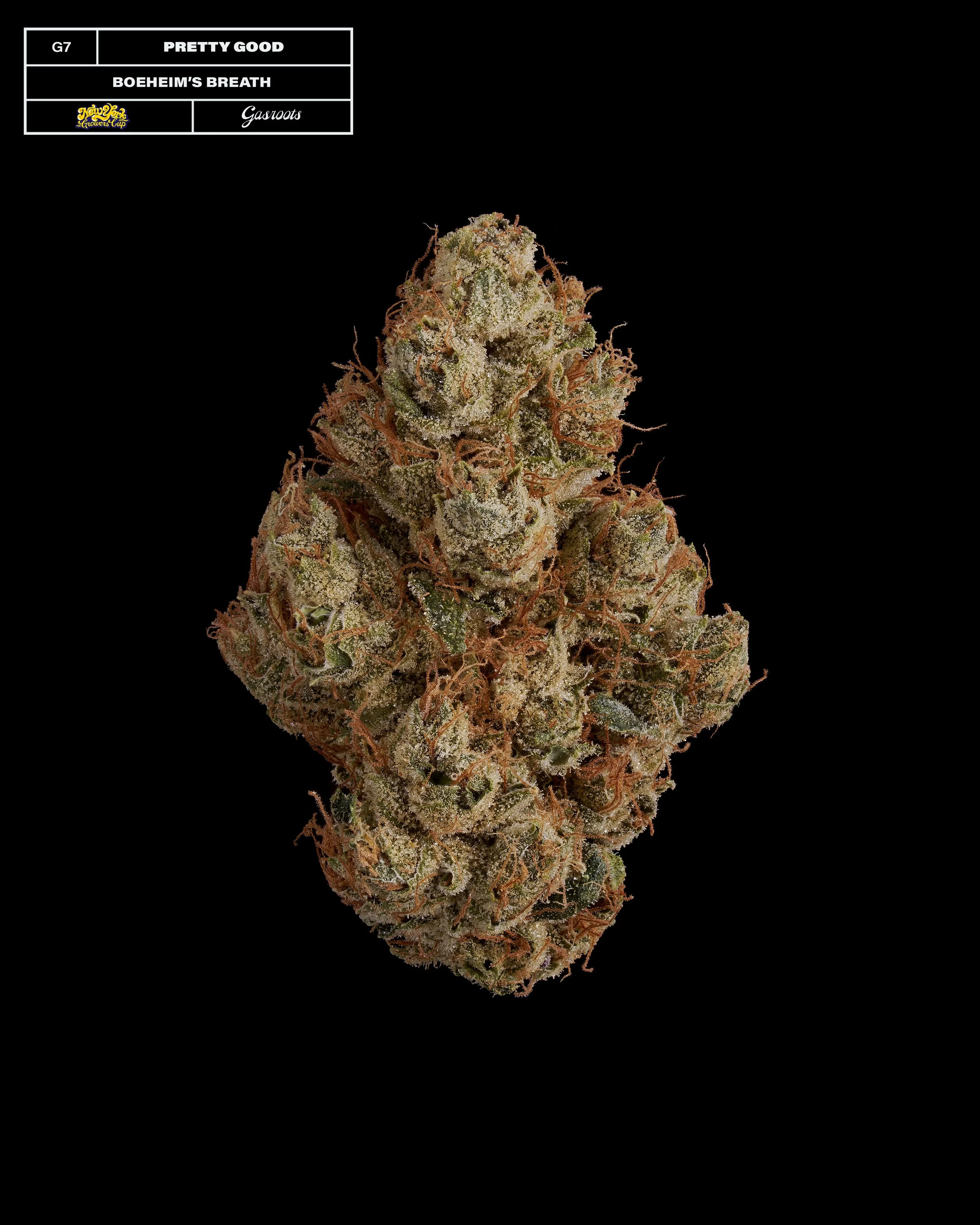 20231104_Gasroots_NYGrowersCup_G7_CannabisGourmet_Boeheims_Breath_Infographic.jpg
