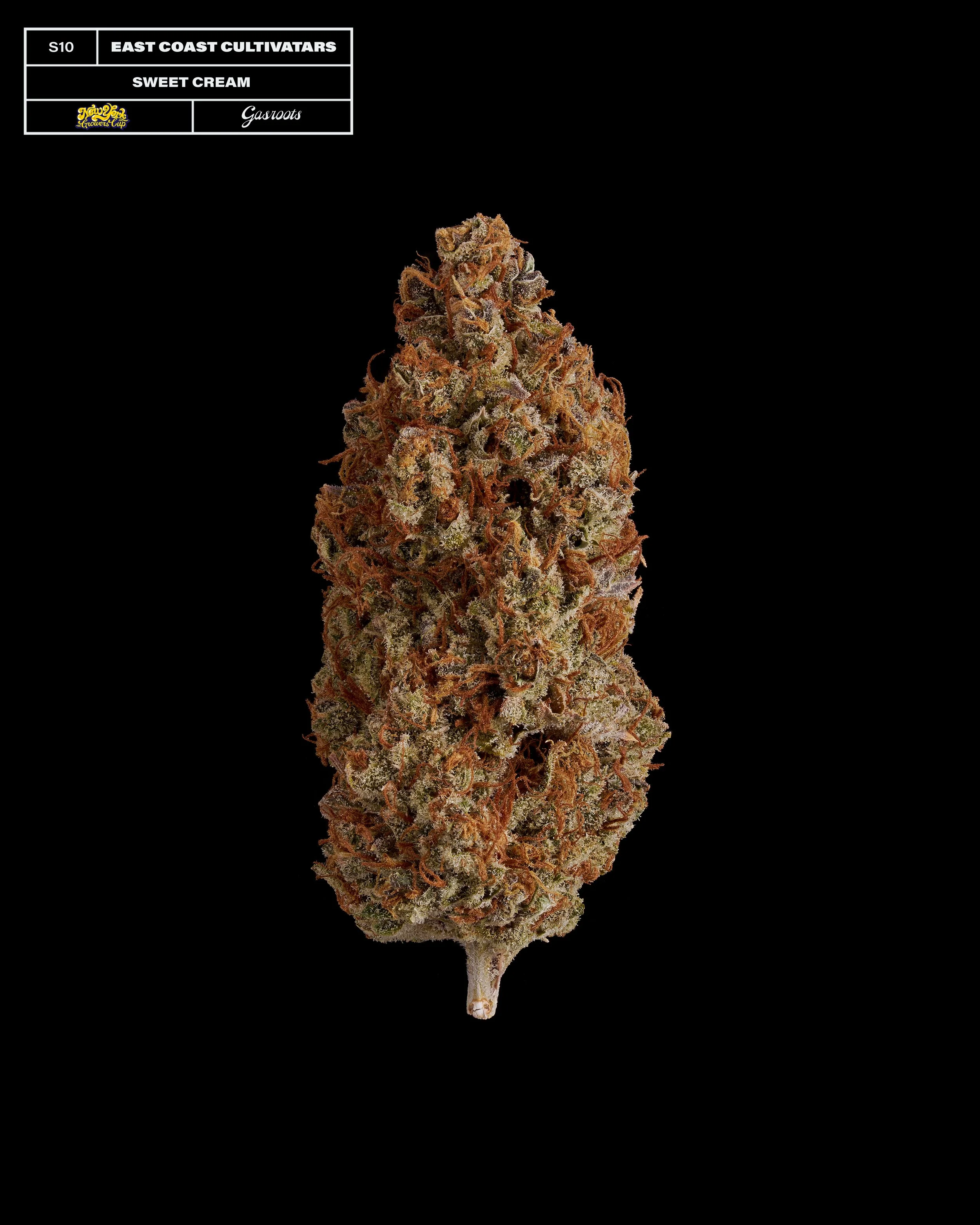 20231104_Gasroots_NYGrowersCup_S10_EastCoastCultivars_SweetCream_Infographic.jpg
