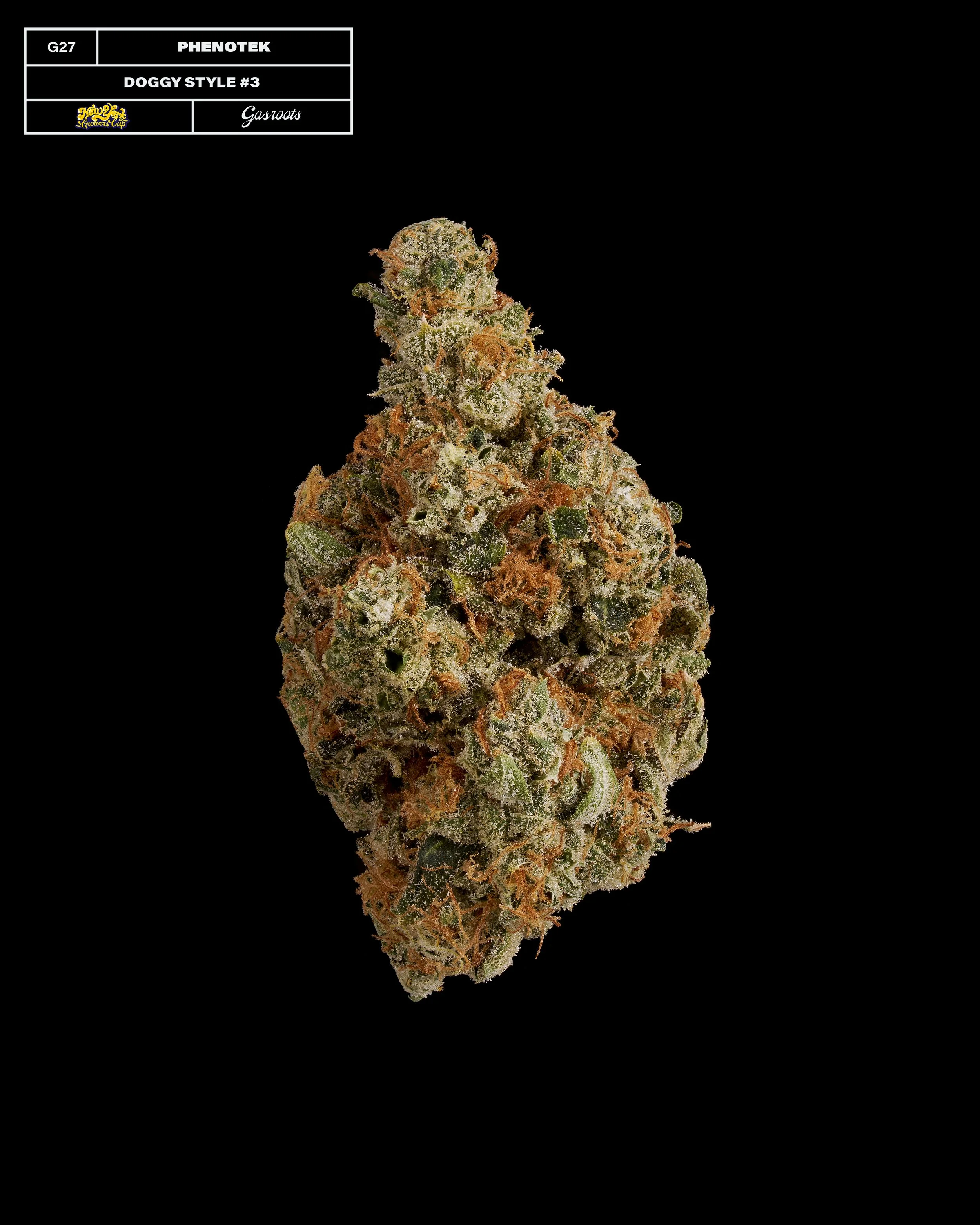 20231104_Gasroots_NYGrowersCup_G27_Phenotek_DoggyStyle_Infographic.jpg